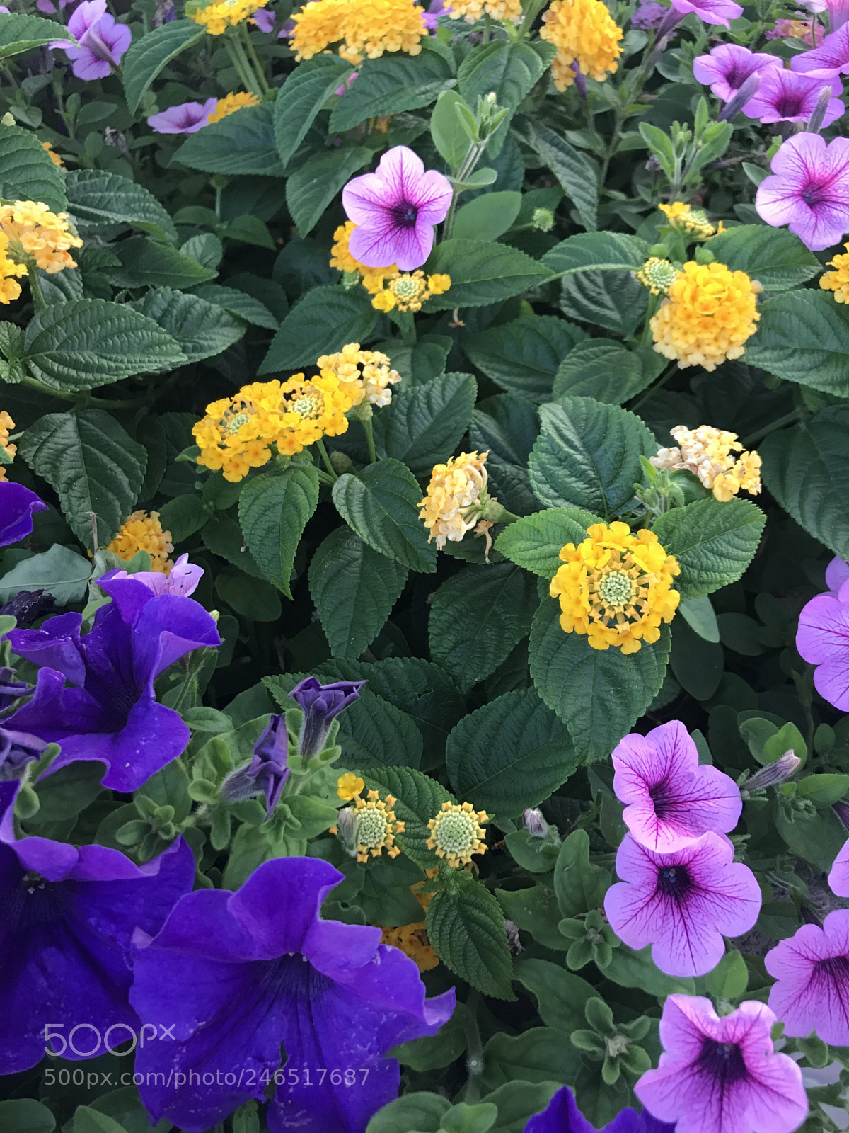 Apple iPhone 7 Plus sample photo. Flowers at bethany beach photography