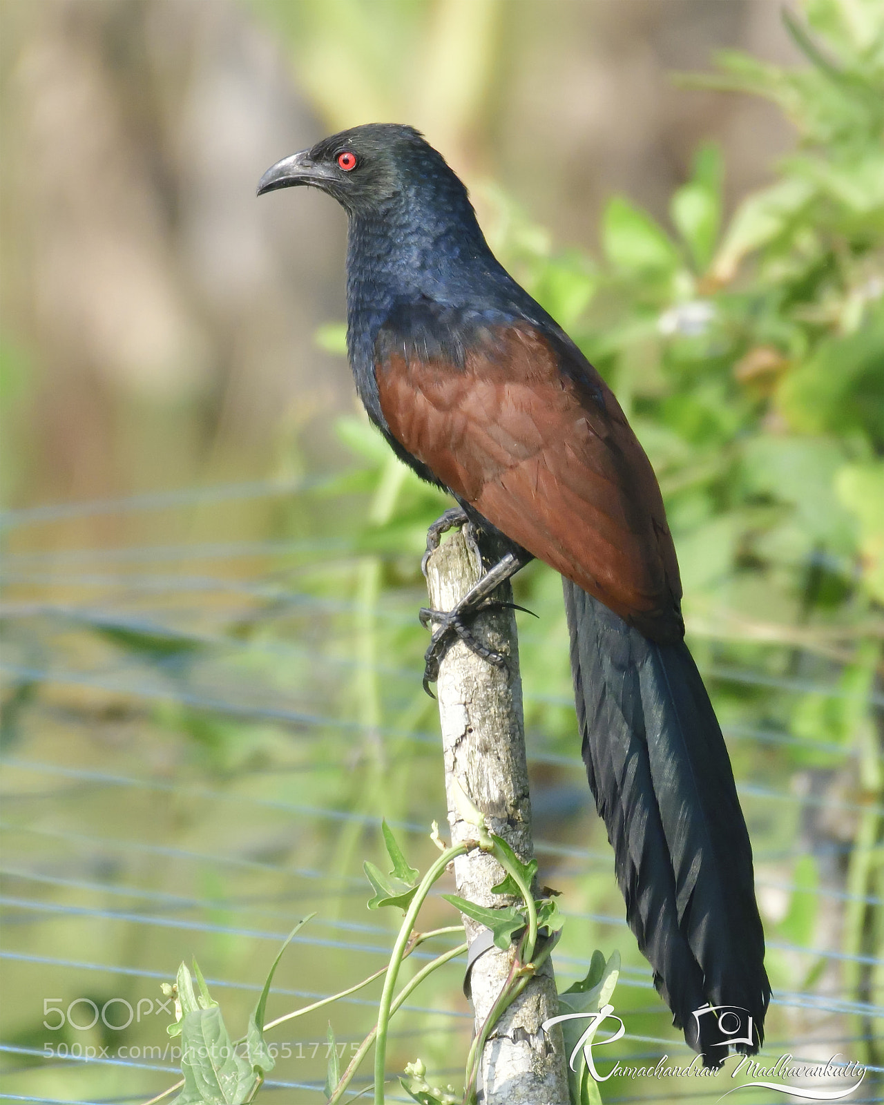 Nikon D500 sample photo. The greater coucal photography