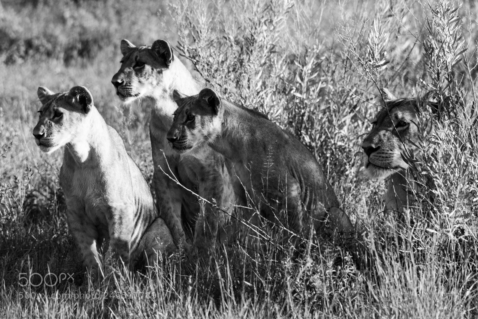Canon EOS 7D Mark II sample photo. Zebra?! photography