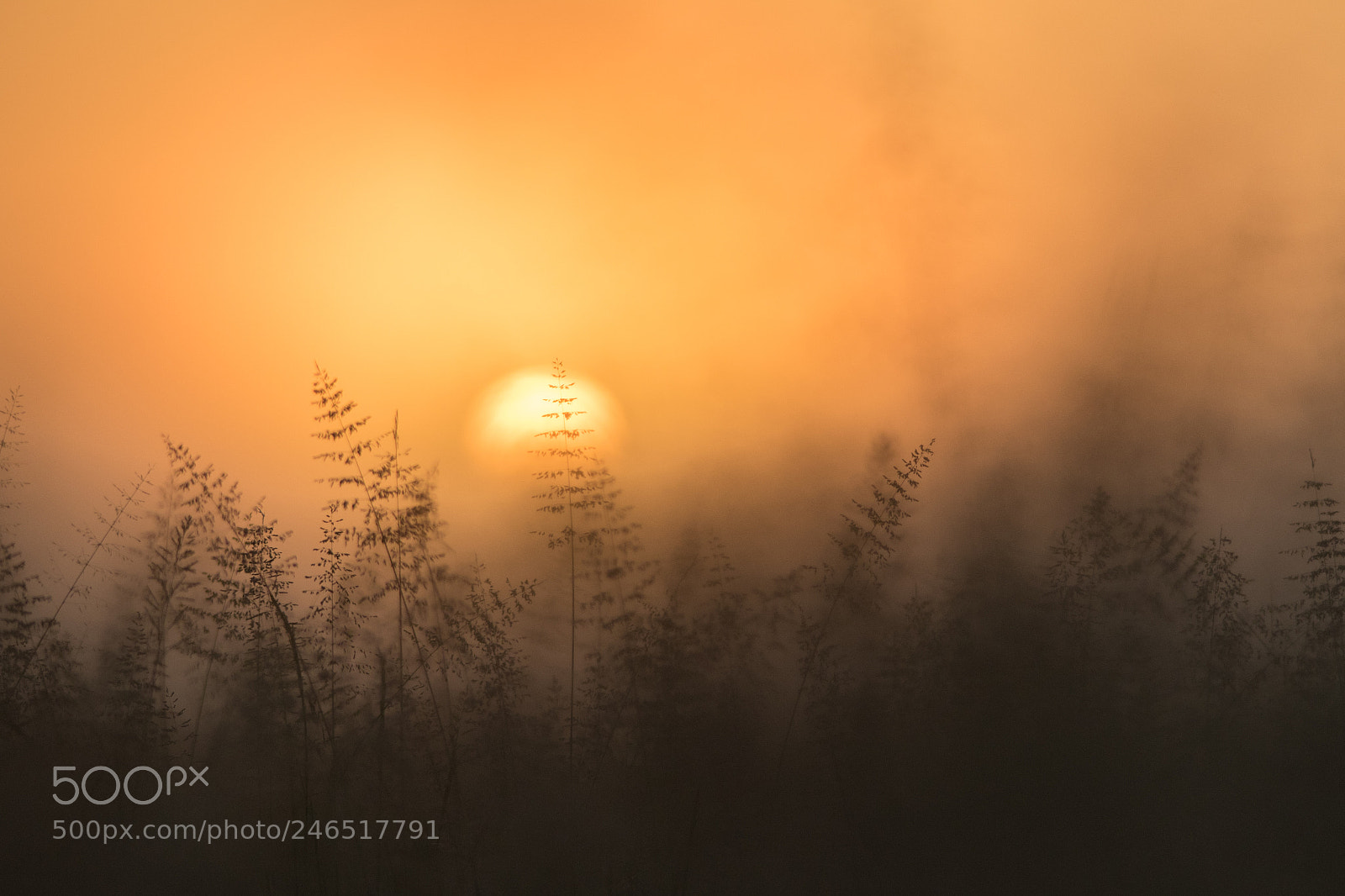 Canon EOS 7D Mark II sample photo. Sun kissed grass photography