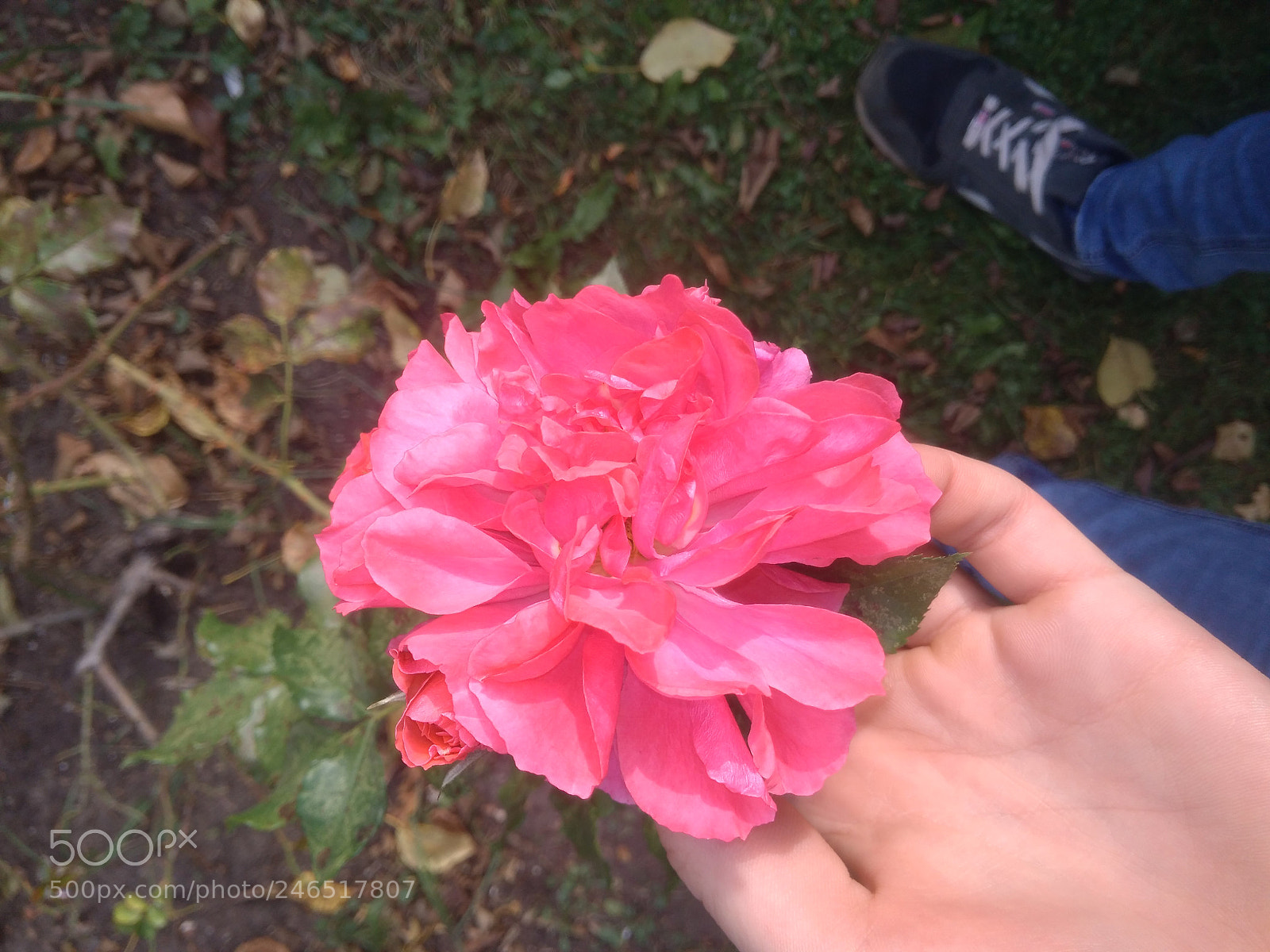 Xiaomi Redmi 4A sample photo. Untitled photography
