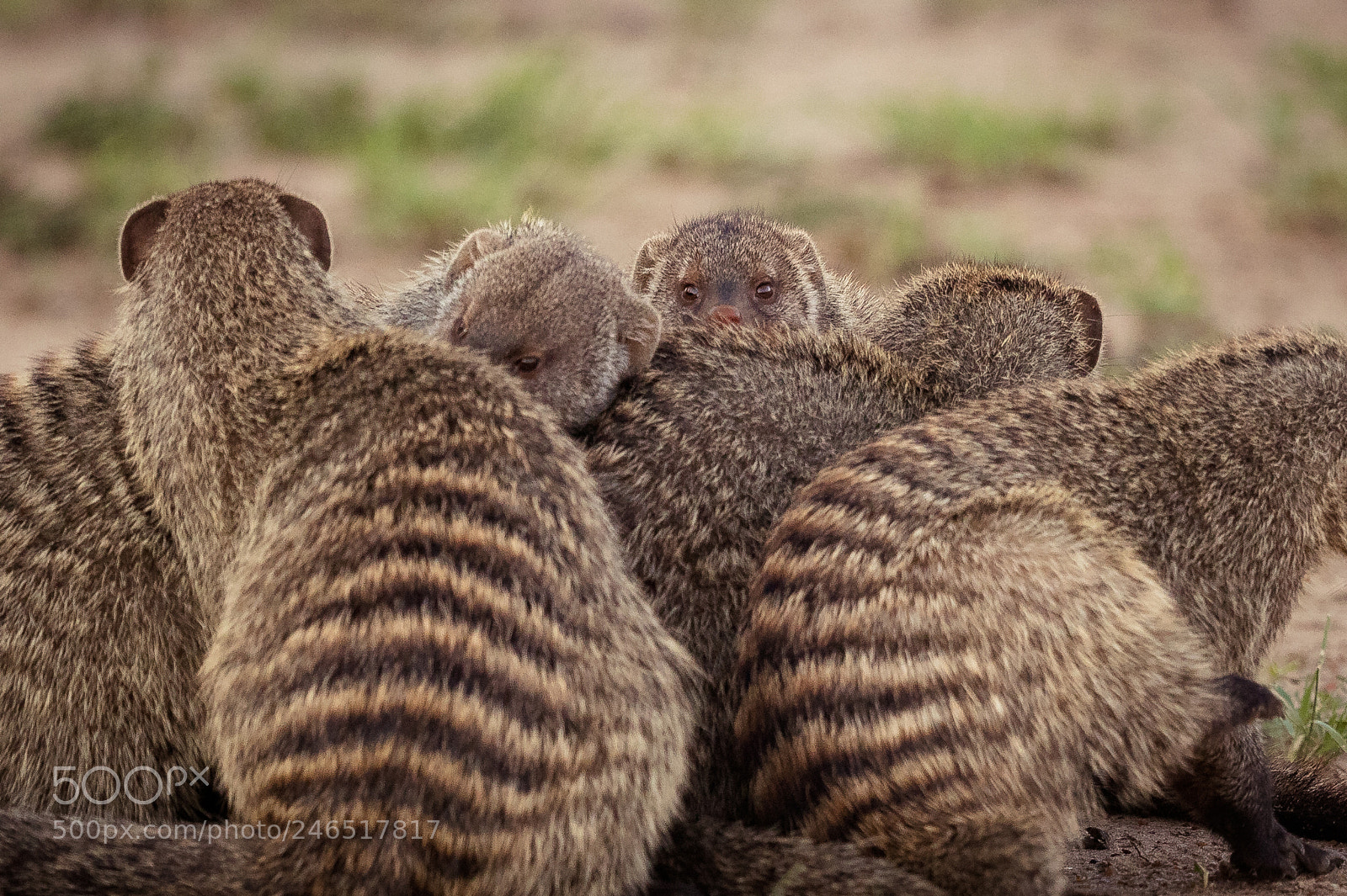 Canon EOS 7D Mark II sample photo. Mongoose pack photography