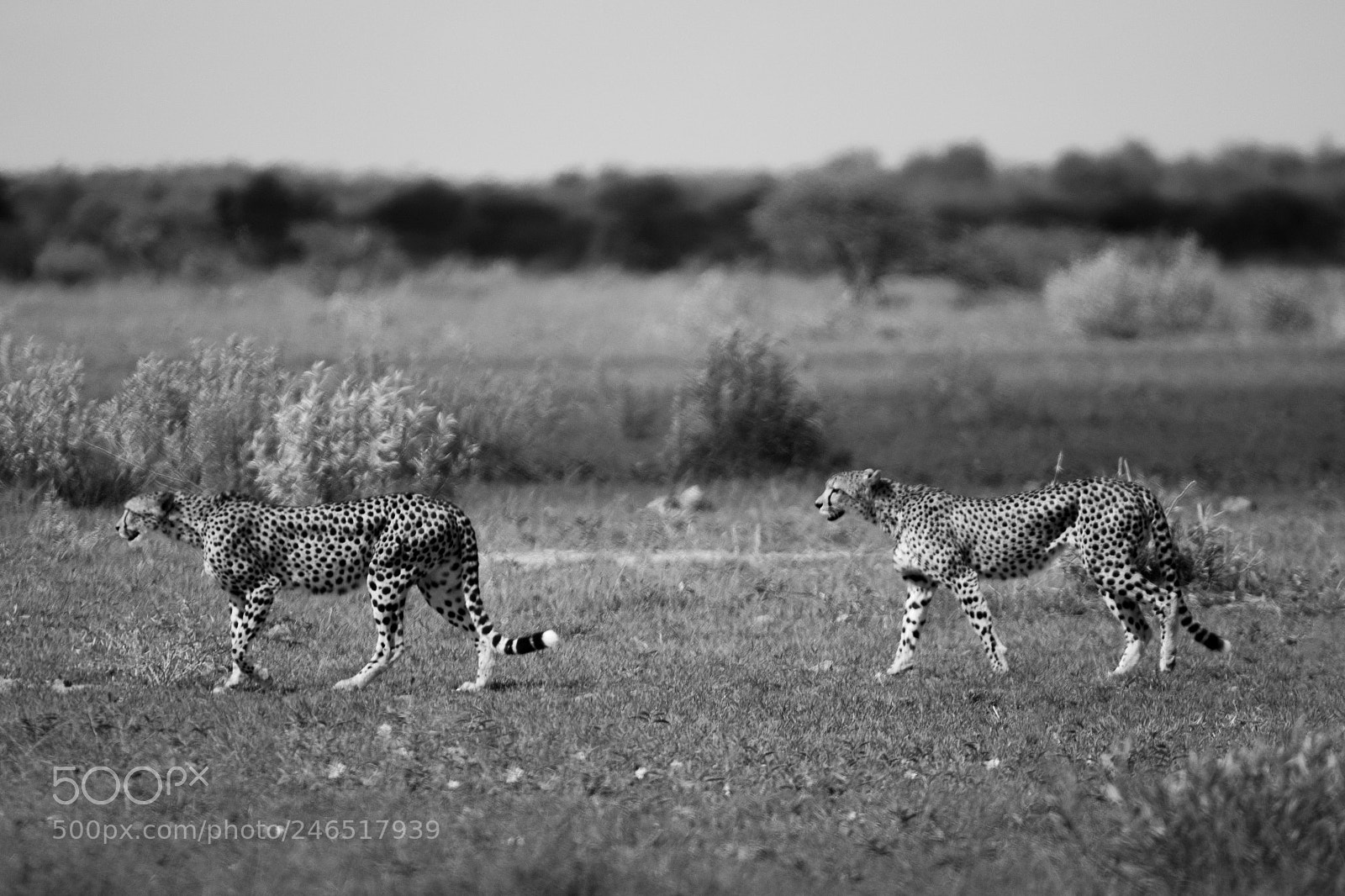 Canon EOS 7D Mark II sample photo. Cheetahs on the plains photography
