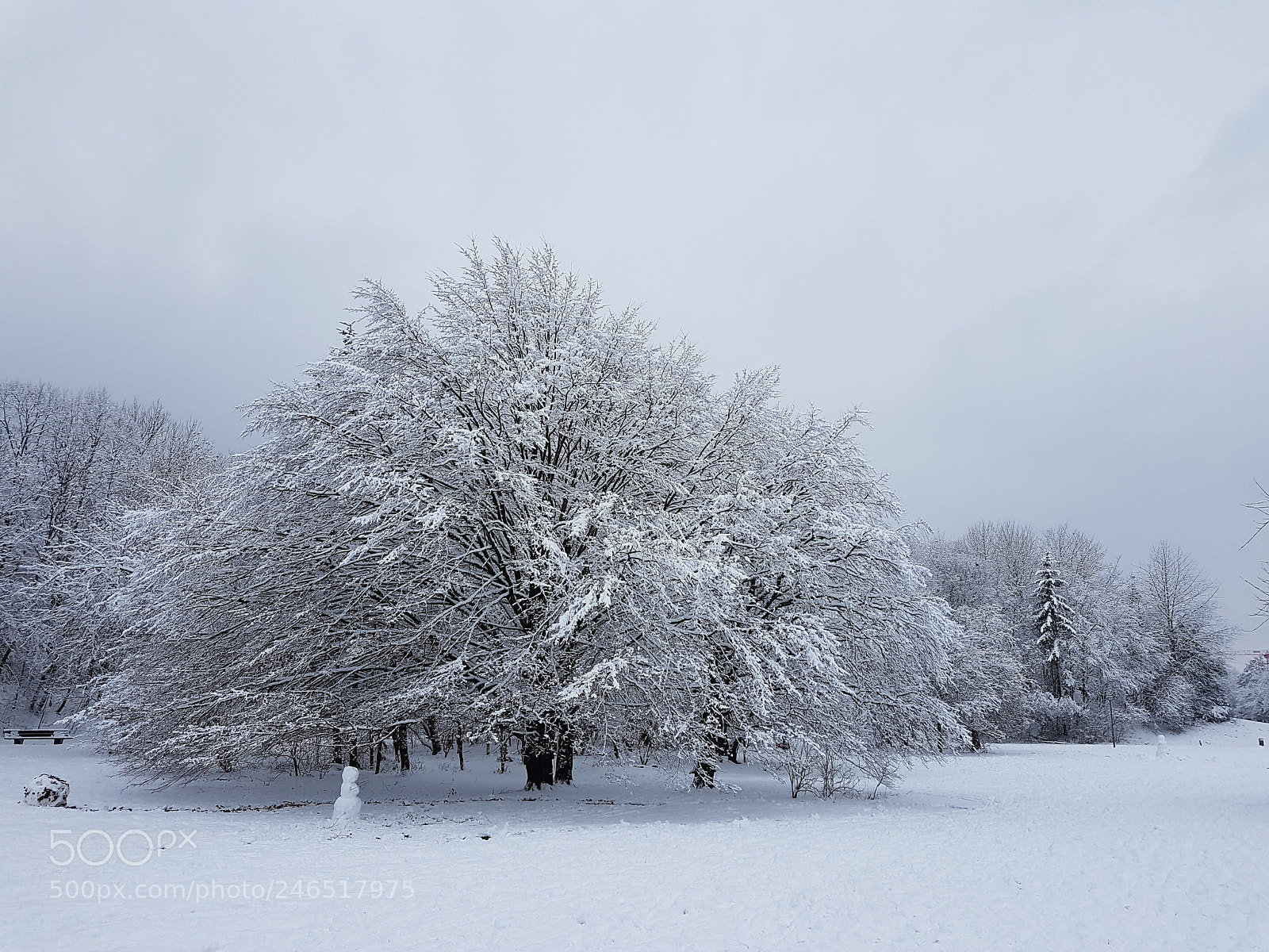 Samsung Galaxy S7 sample photo. Trees in the snow photography
