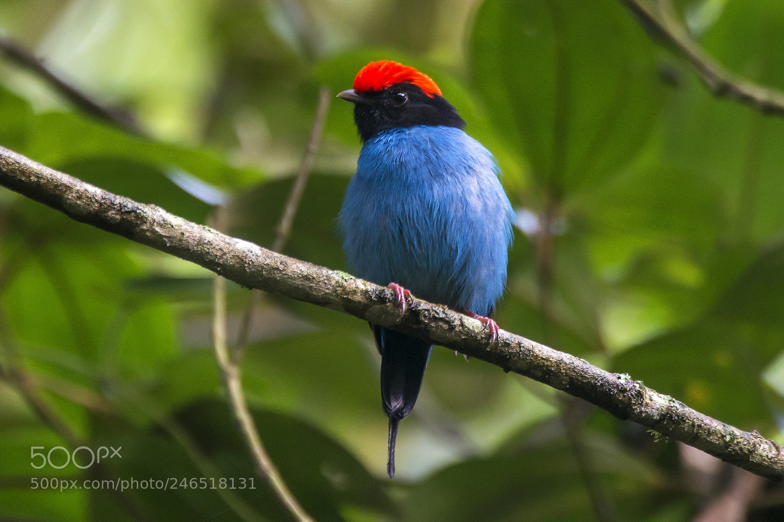 Nikon D800 sample photo. Tangar chiroxiphia caudata swallow-tailed photography