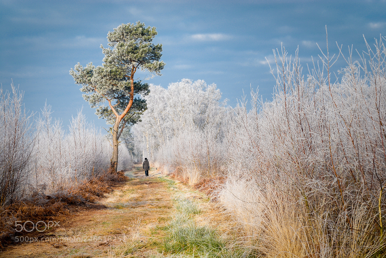 Nikon D200 sample photo. Frost photography