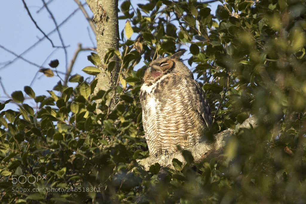Canon EOS 7D Mark II sample photo. Yawner, great horned owl photography