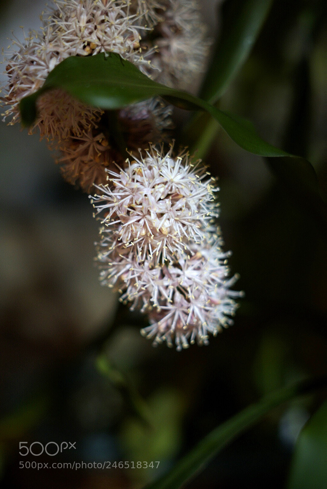 Sony a6500 sample photo. Night flower photography