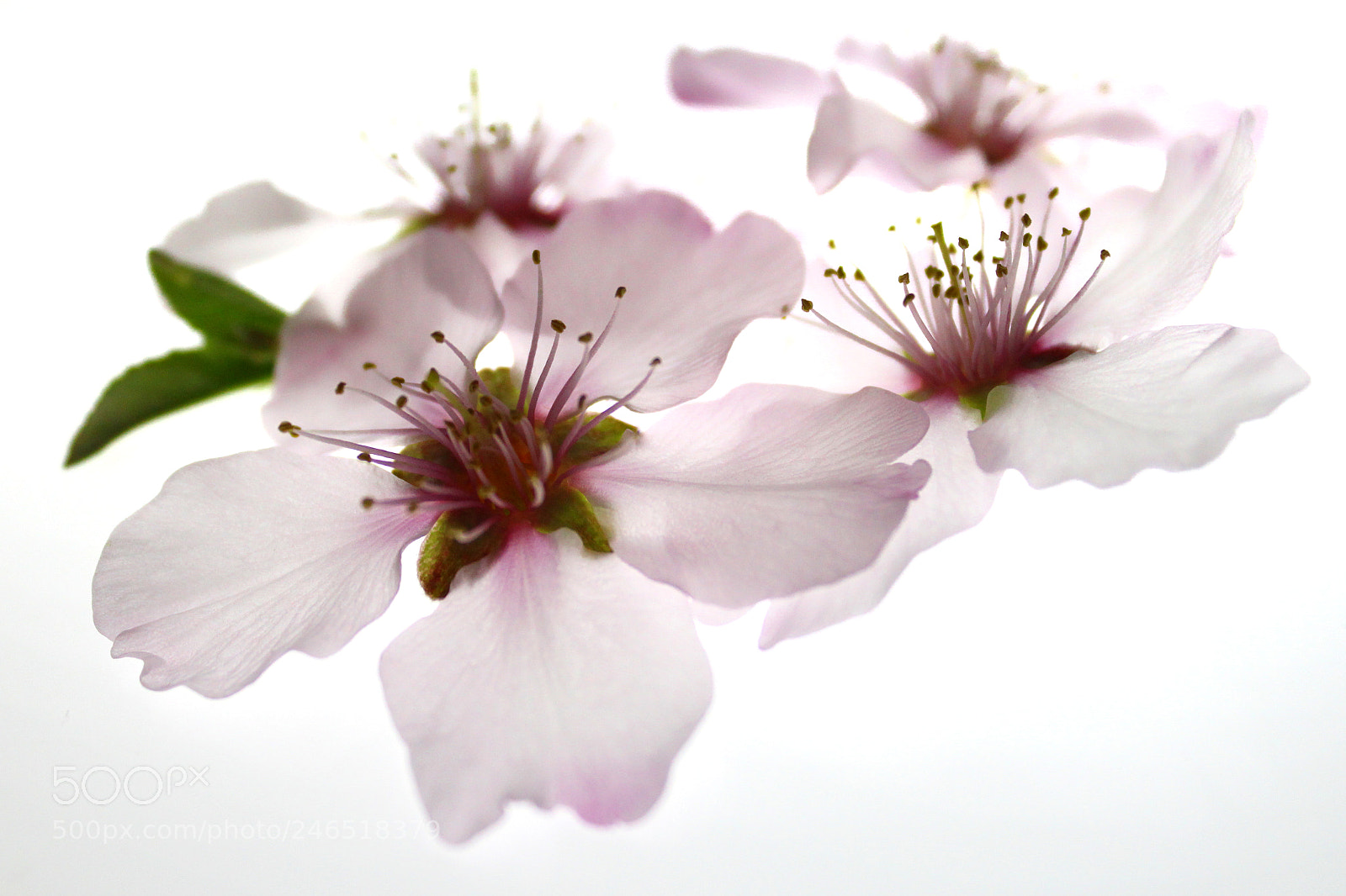 Canon EOS 550D (EOS Rebel T2i / EOS Kiss X4) sample photo. Soon !! photography