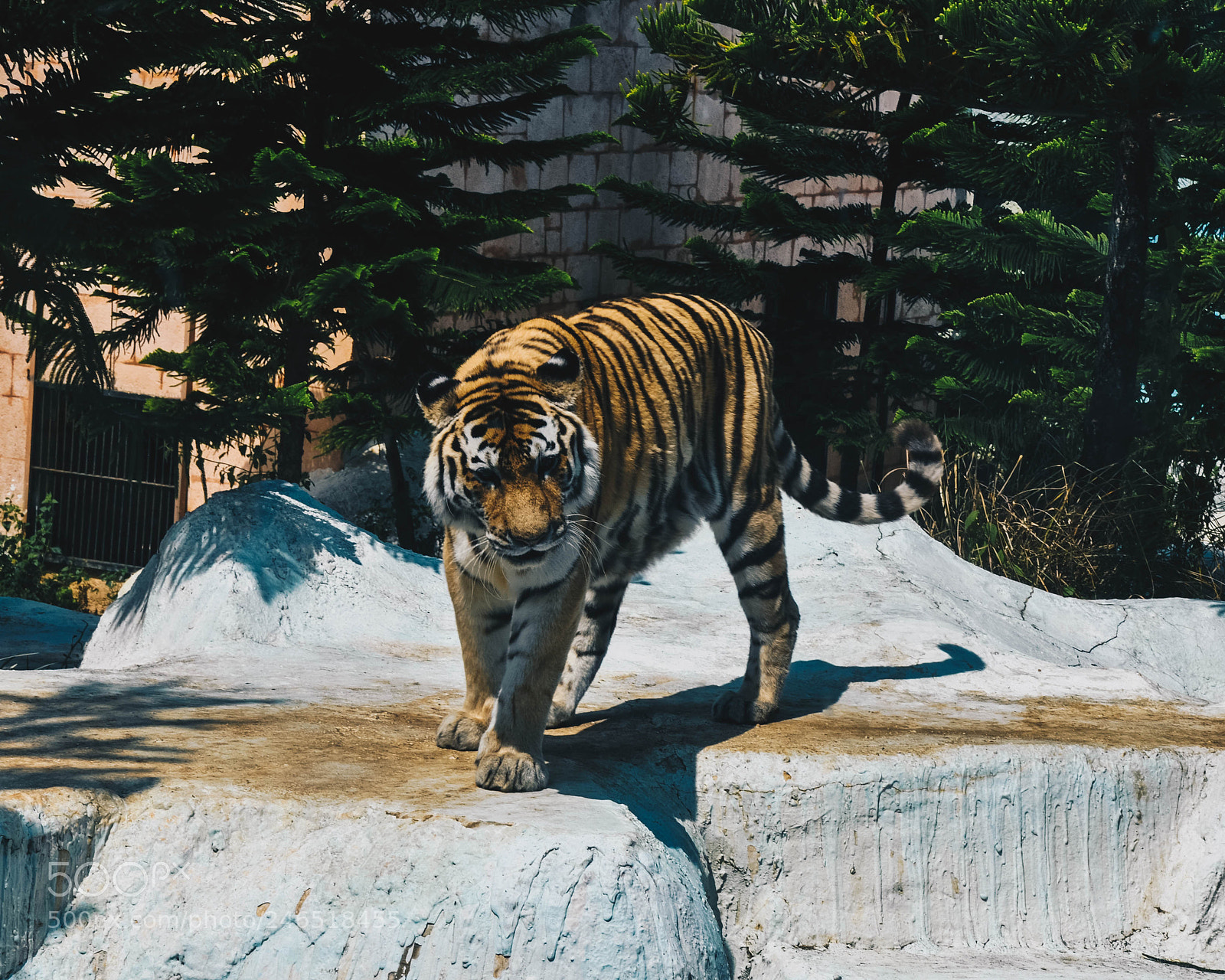 Nikon D90 sample photo. Sumatra tiger photography