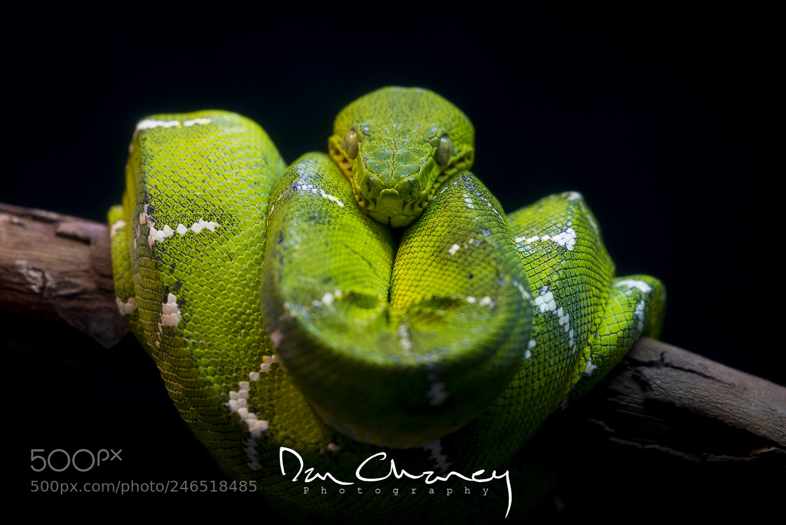Nikon D810 sample photo. Green boa photography