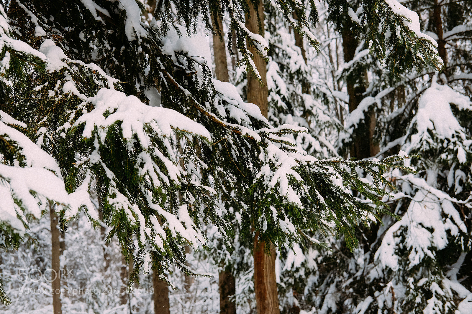 Fujifilm X-T10 sample photo. Winter photography