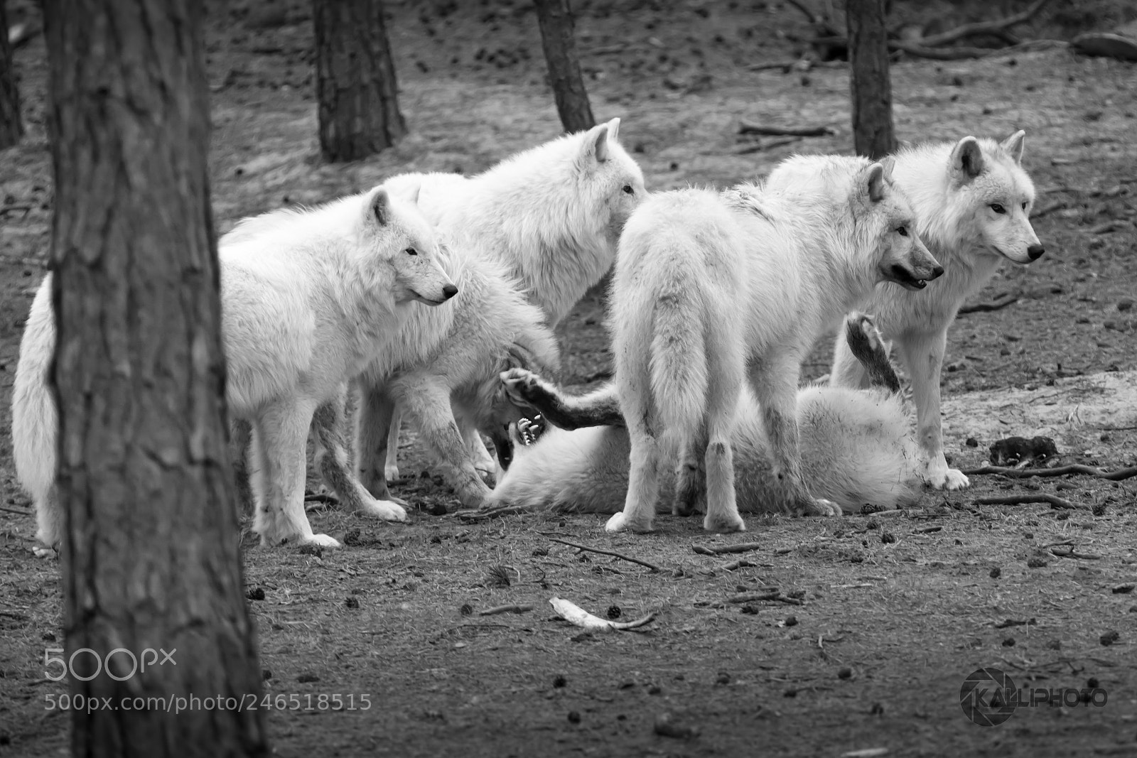 Canon EOS 5D Mark IV sample photo. White wolves playing photography