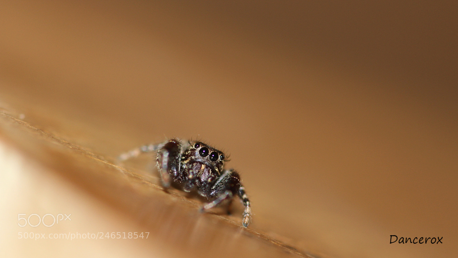 Canon EOS 100D (EOS Rebel SL1 / EOS Kiss X7) sample photo. Spider photography