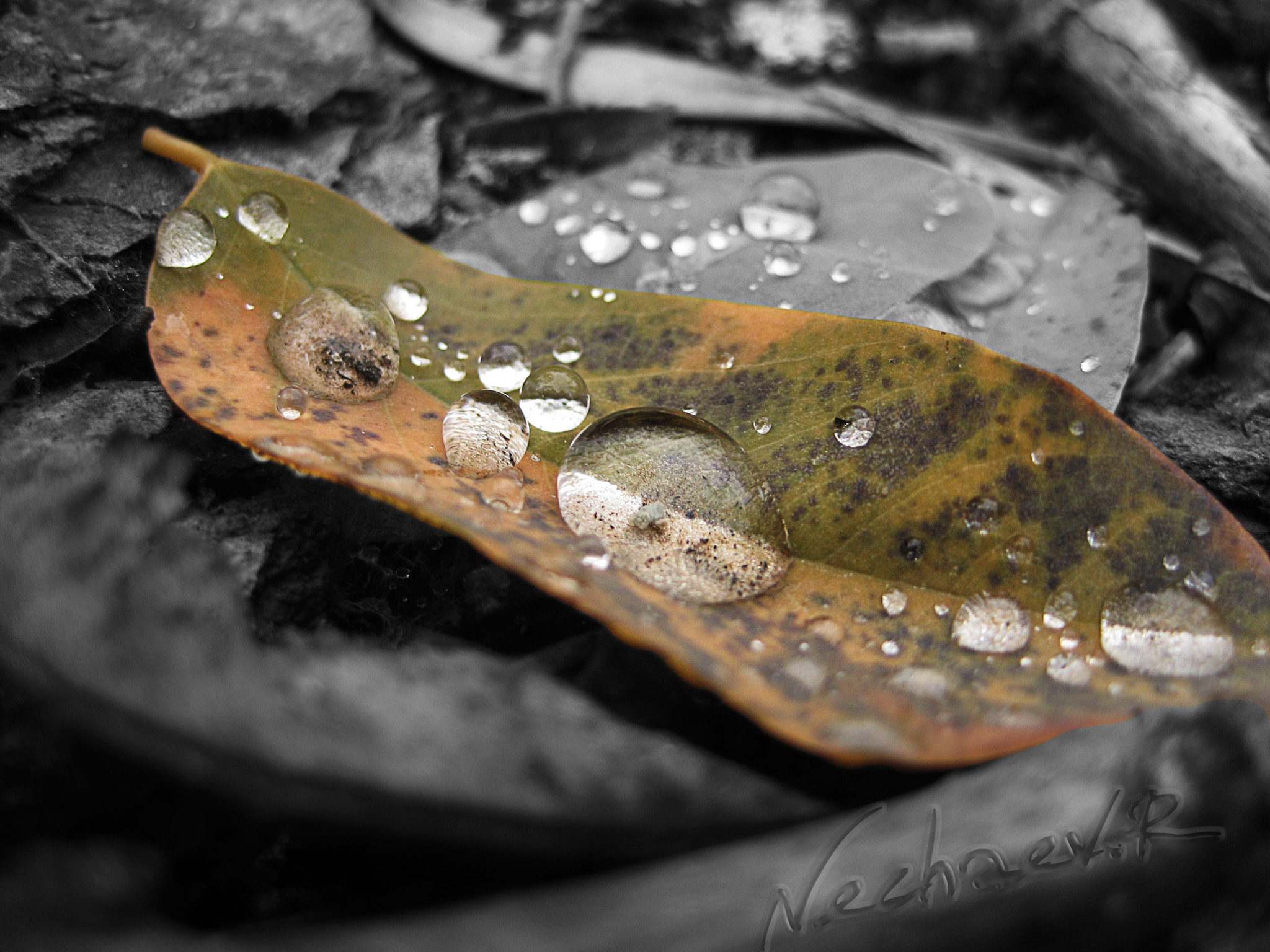 Canon DIGITAL IXUS 75 sample photo. Forest photography