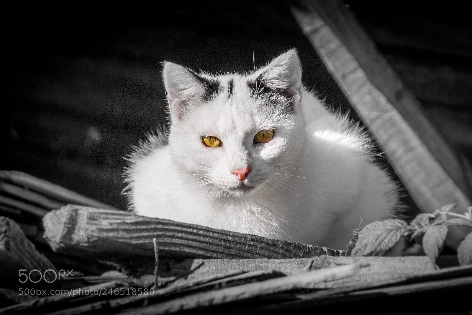 Sony SLT-A77 sample photo. Young farmcat sitting in photography