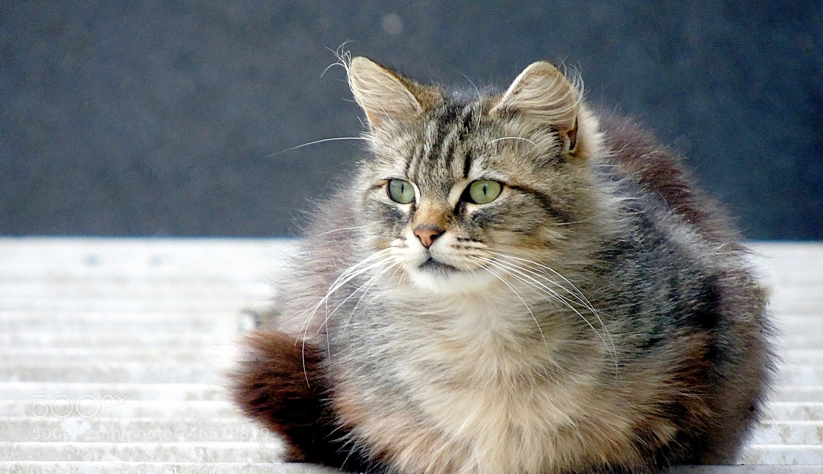 Sony Cyber-shot DSC-H400 sample photo. Cat on the roof photography