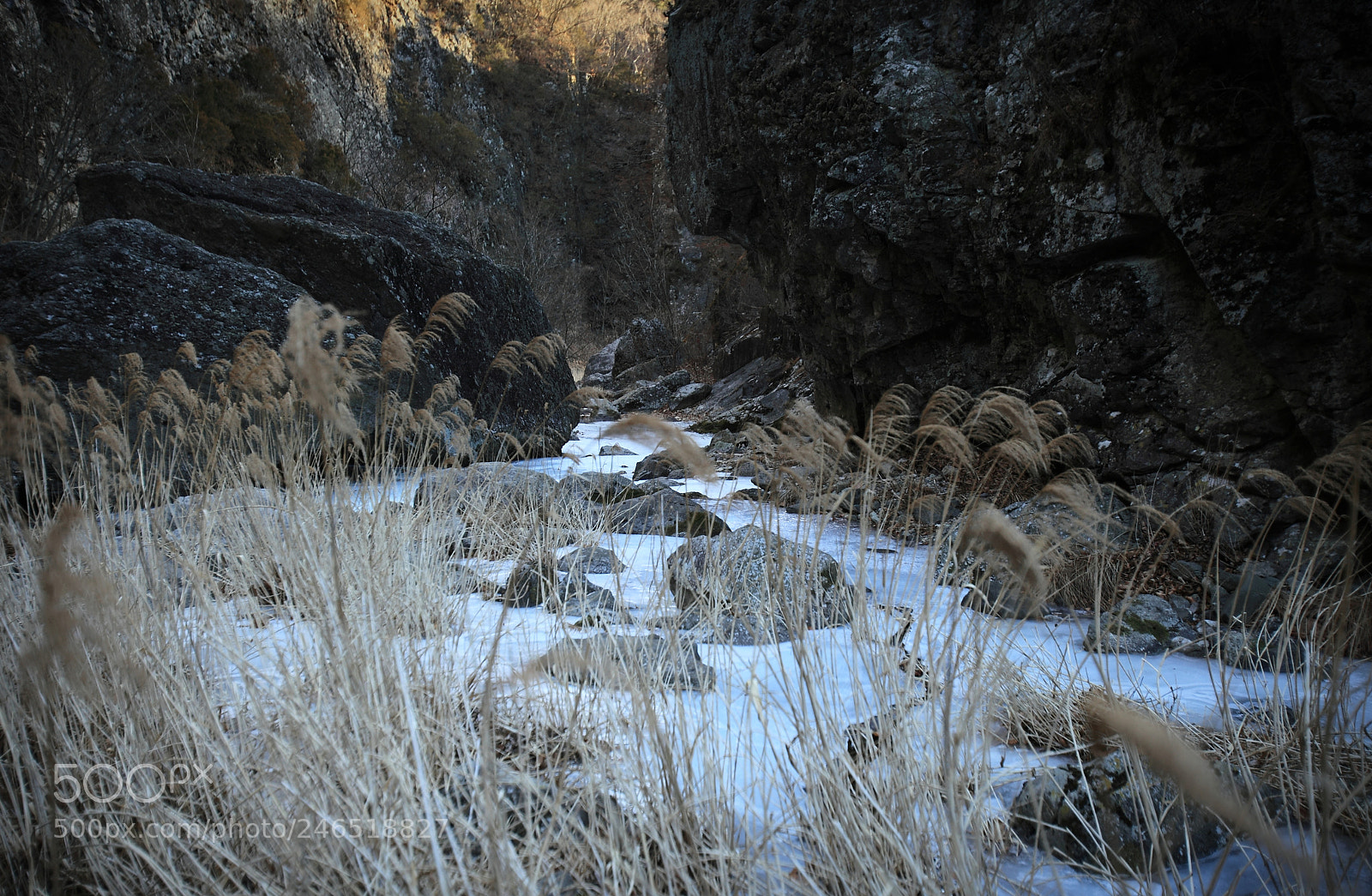 Canon EOS 5D Mark II sample photo. Winter reeds photography