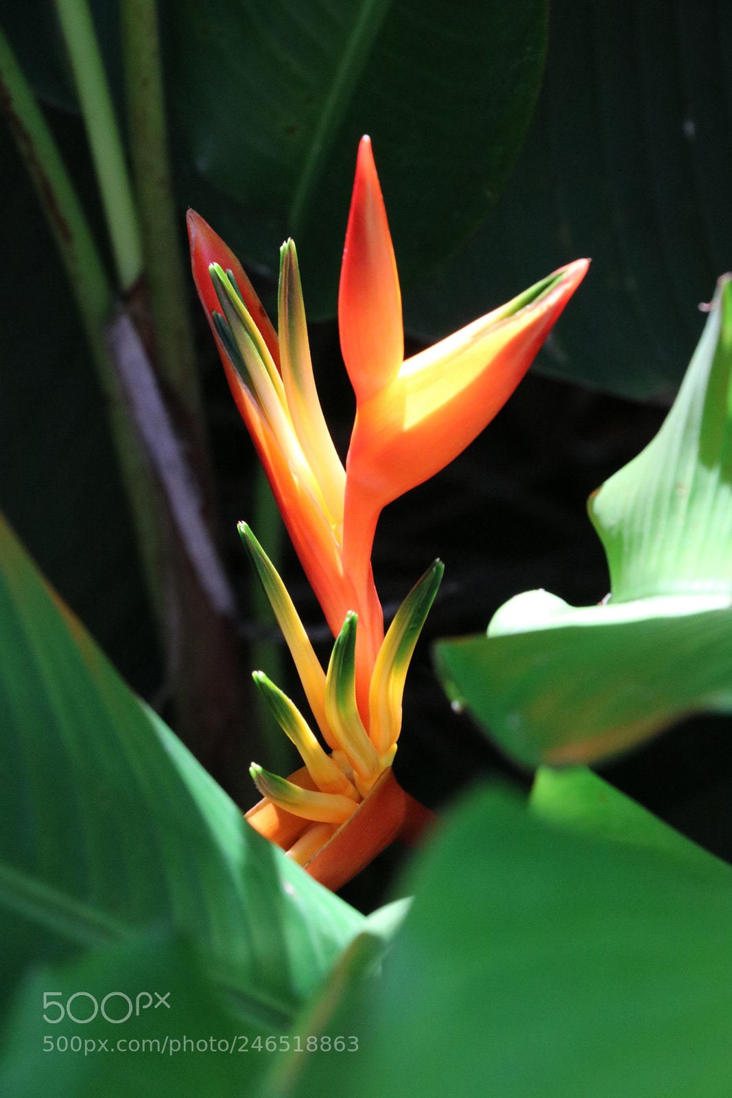 Canon EOS 750D (EOS Rebel T6i / EOS Kiss X8i) sample photo. Light of fire photography