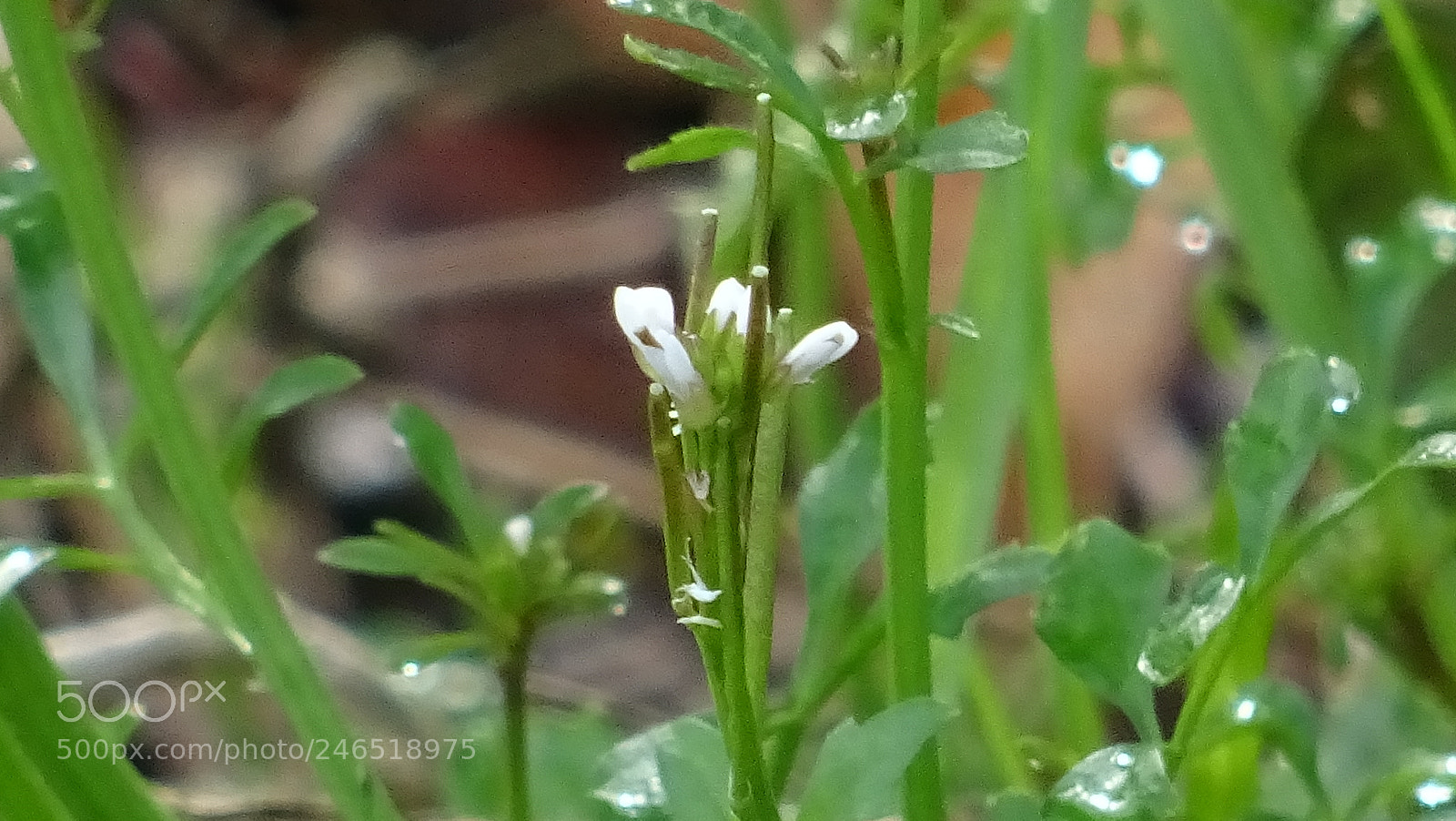 Sony DSC-HX60V sample photo. Dsc photography