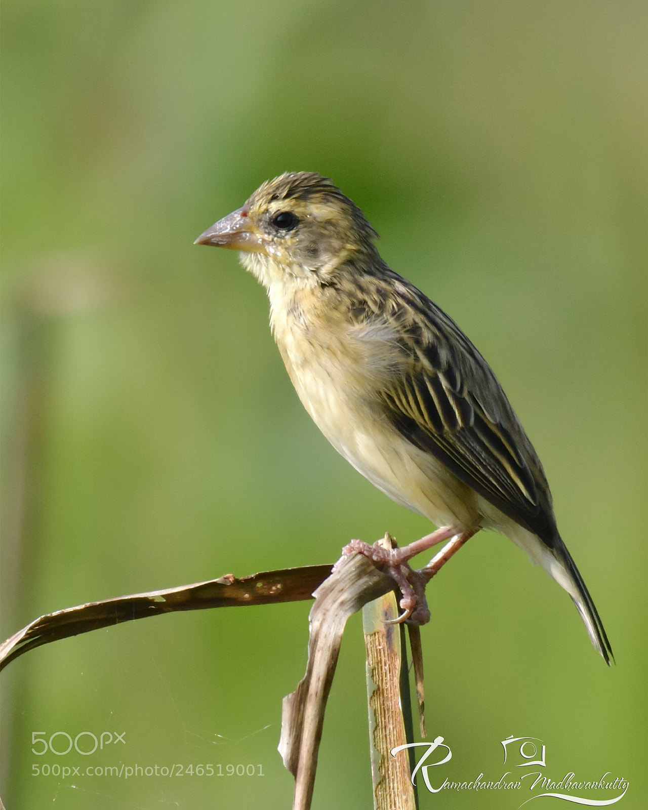 Nikon D500 sample photo. Paddyfield pipit photography