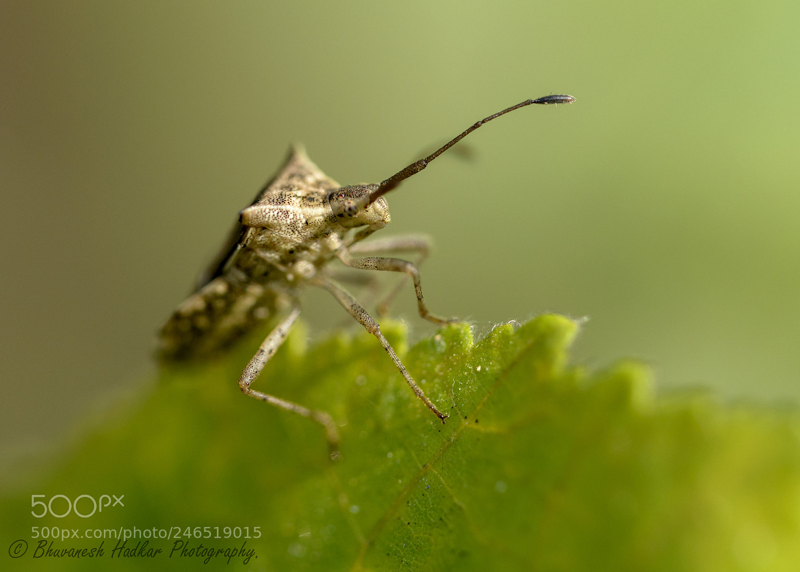 Nikon D800 sample photo. Mr. bug photography