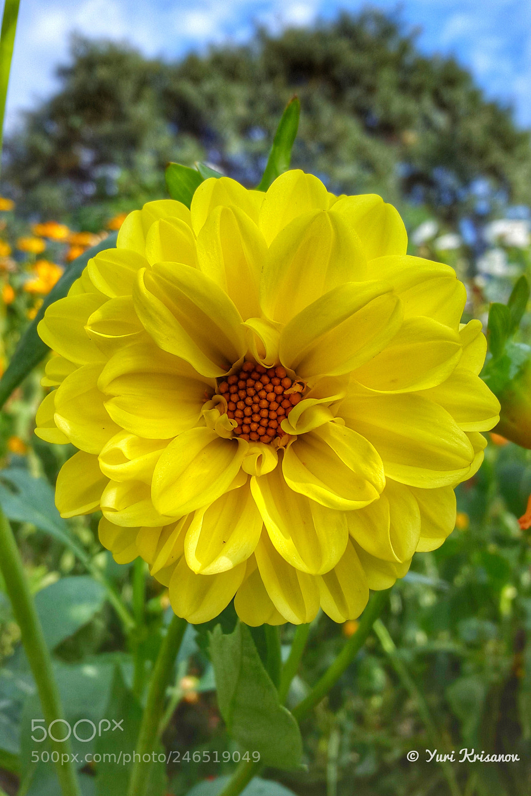 Samsung Galaxy Alpha sample photo. Dahlia photography