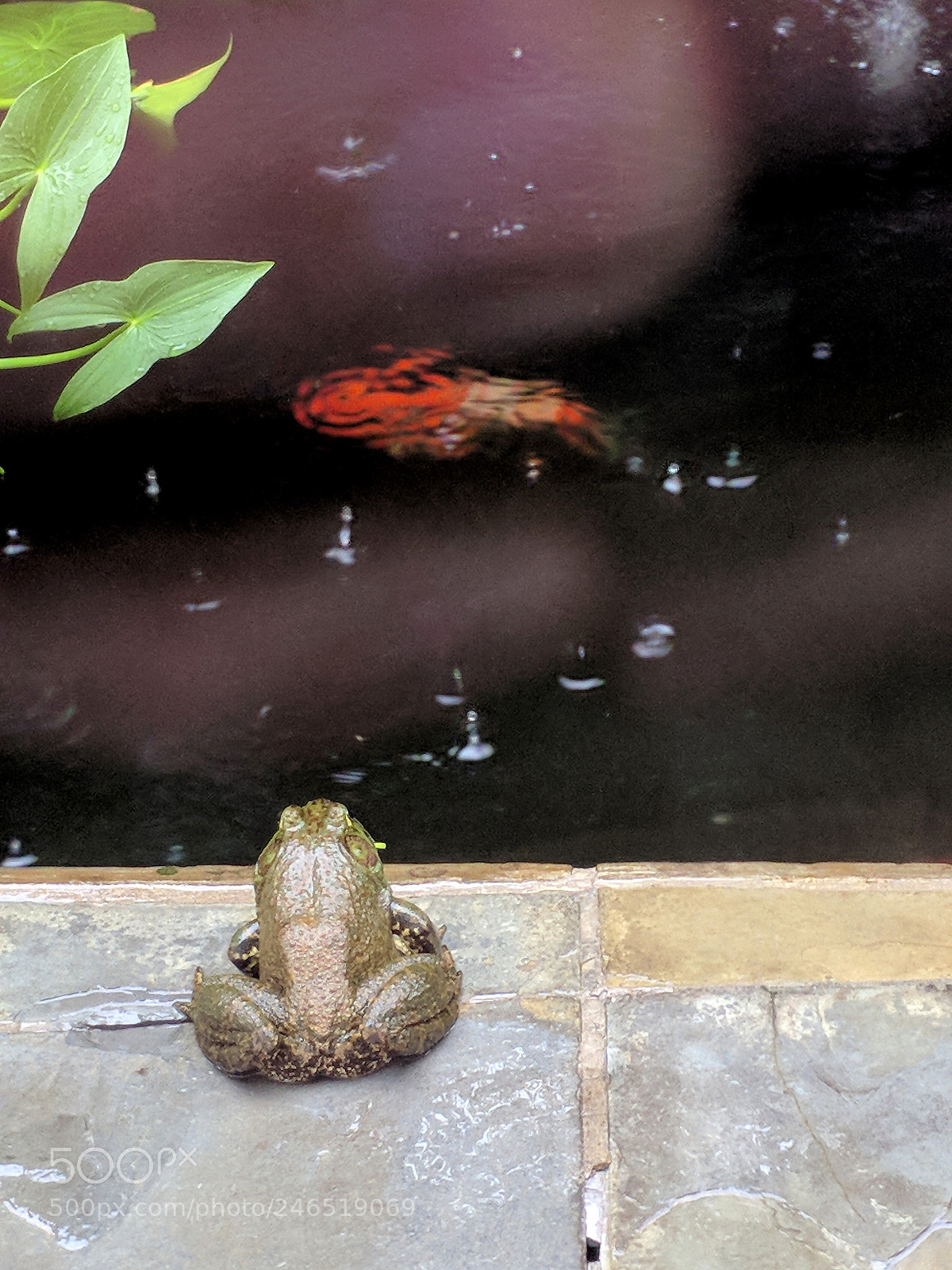 LG V30 sample photo. Frog watching fish photography