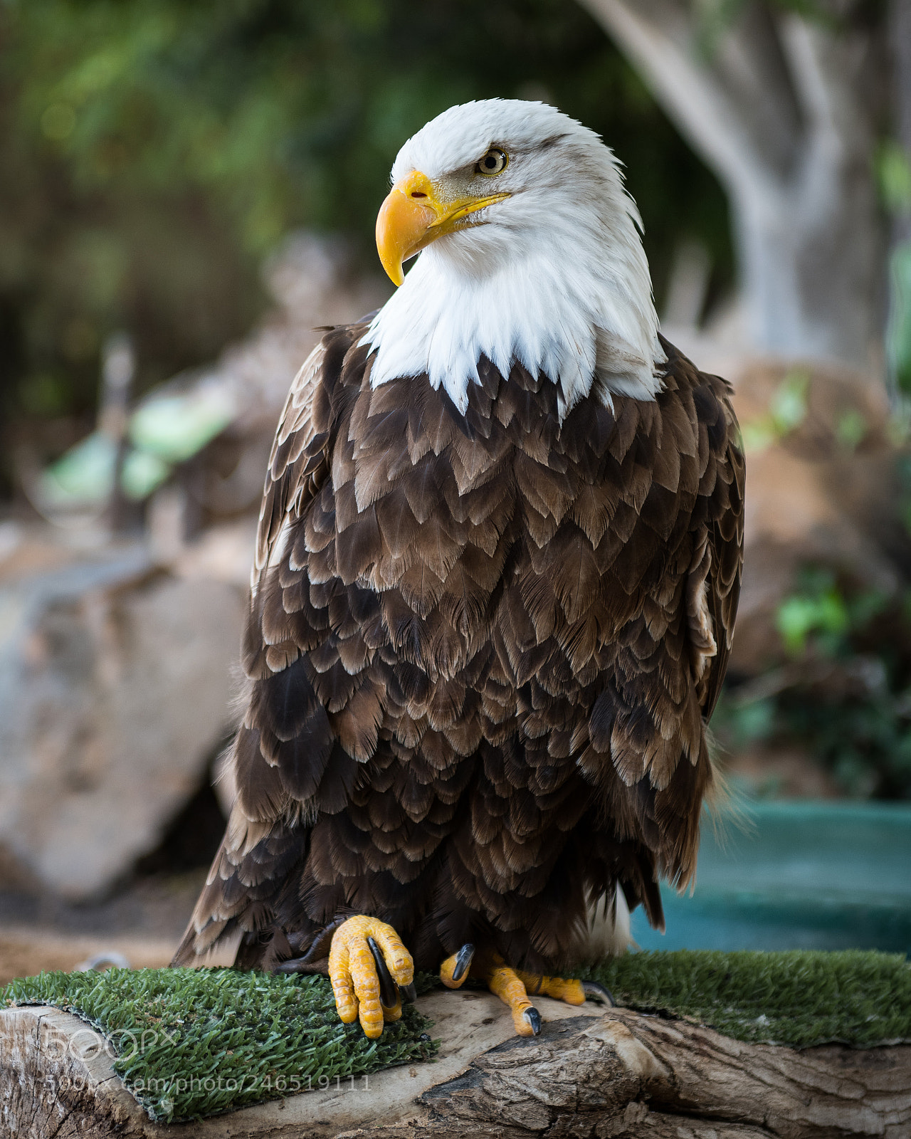 Nikon D850 sample photo. American bald eagle photography