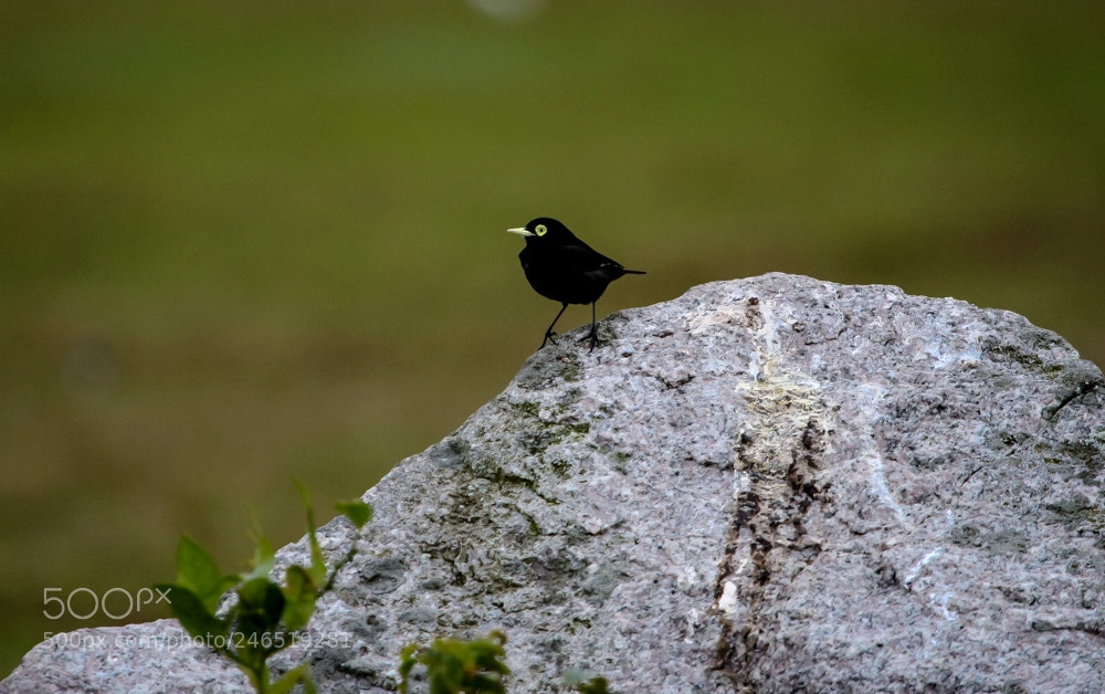 Canon EOS 700D (EOS Rebel T5i / EOS Kiss X7i) sample photo. Spectacled tyrant - male photography