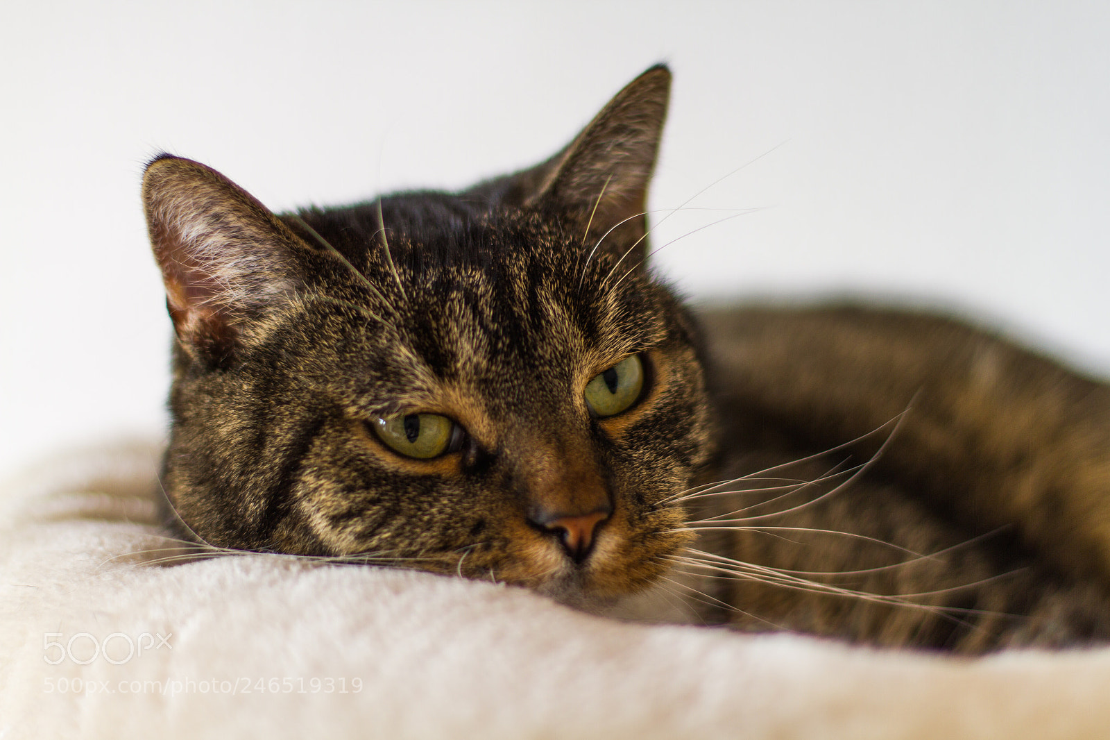 Canon EOS 7D sample photo. Just chillin' photography