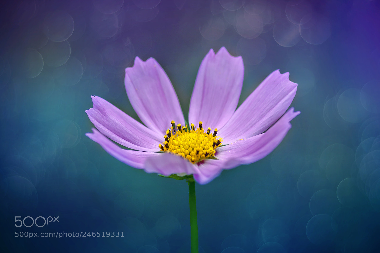 Canon EOS 50D sample photo. A flower photography