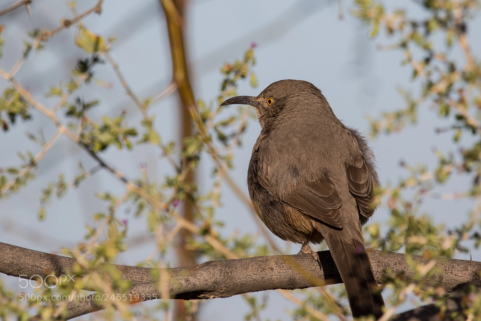 Canon EOS 7D Mark II sample photo. Curve-billed thrasher photography