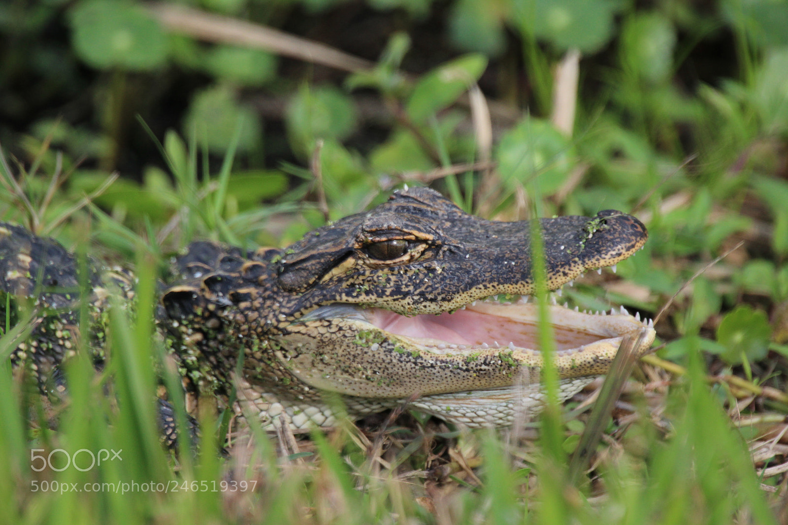 Canon EOS 1200D (EOS Rebel T5 / EOS Kiss X70 / EOS Hi) sample photo. Baby gator photography