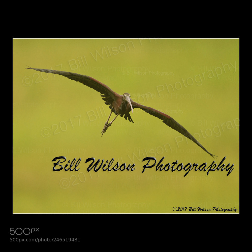 Nikon D500 sample photo. Glossy ibis nj photography