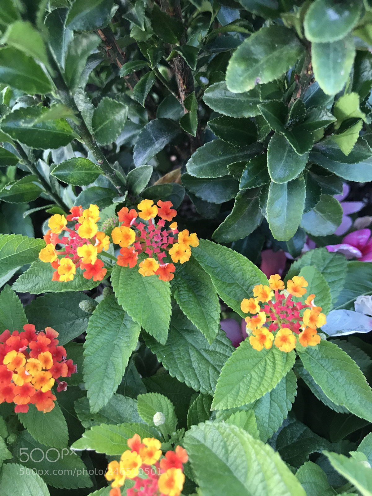 Apple iPhone 7 Plus sample photo. Mose flowers from bethany photography