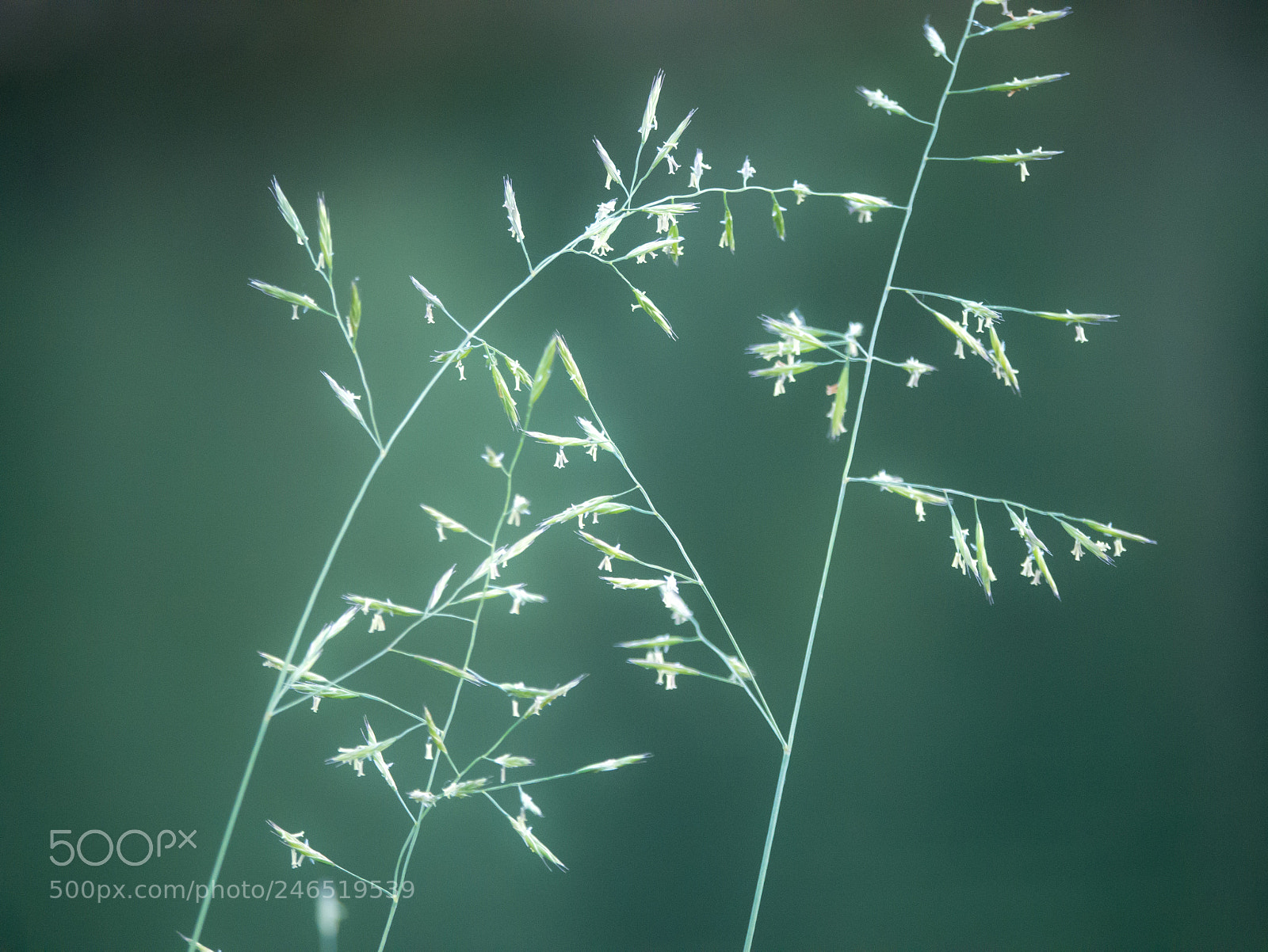 Panasonic DMC-G70 sample photo. Grasses photography