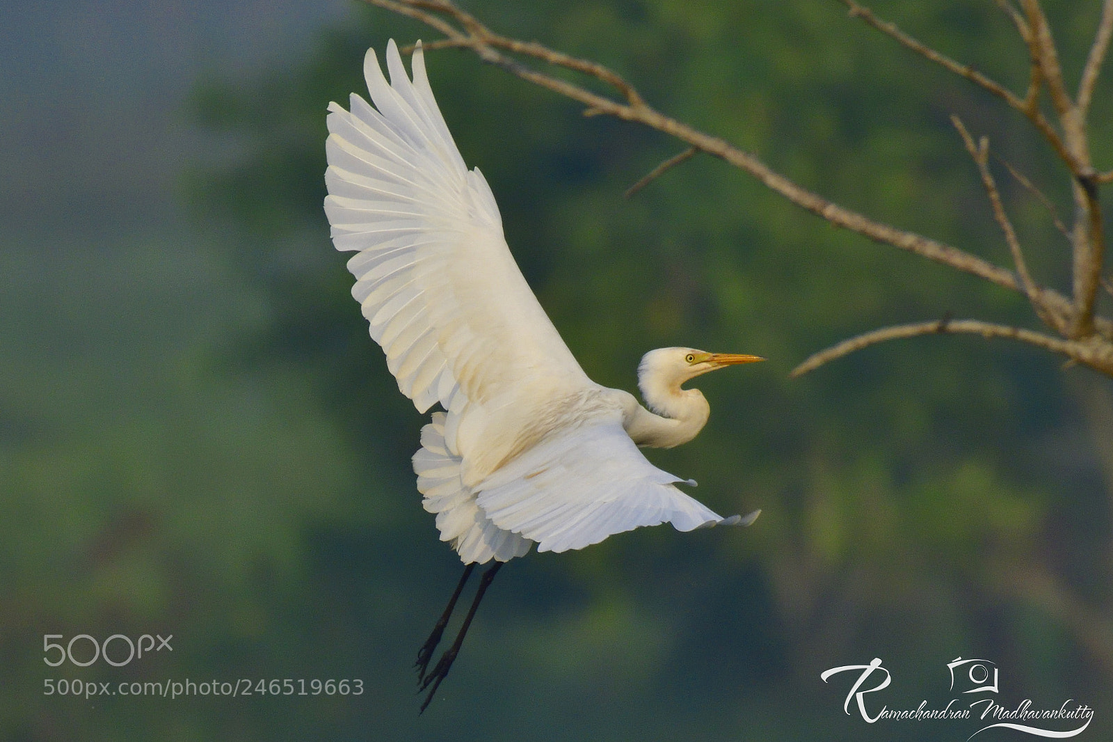 Nikon D500 sample photo. The great egret photography