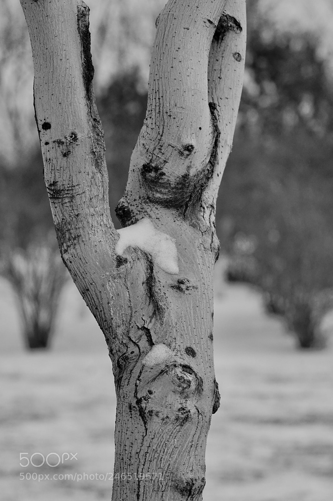 Sony a7 II sample photo. 残雪 photography