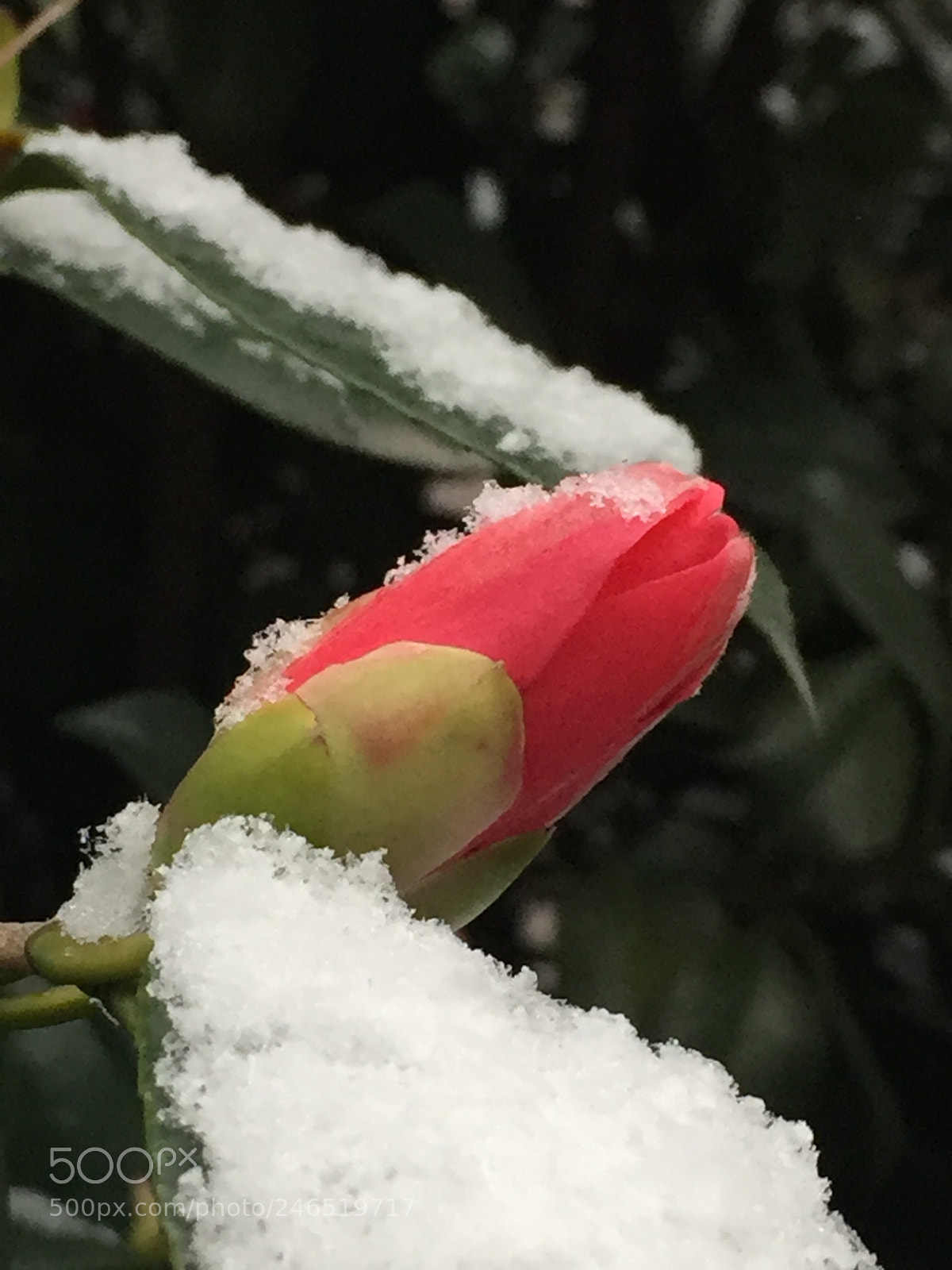 Apple iPhone 6 sample photo. 雪花 photography