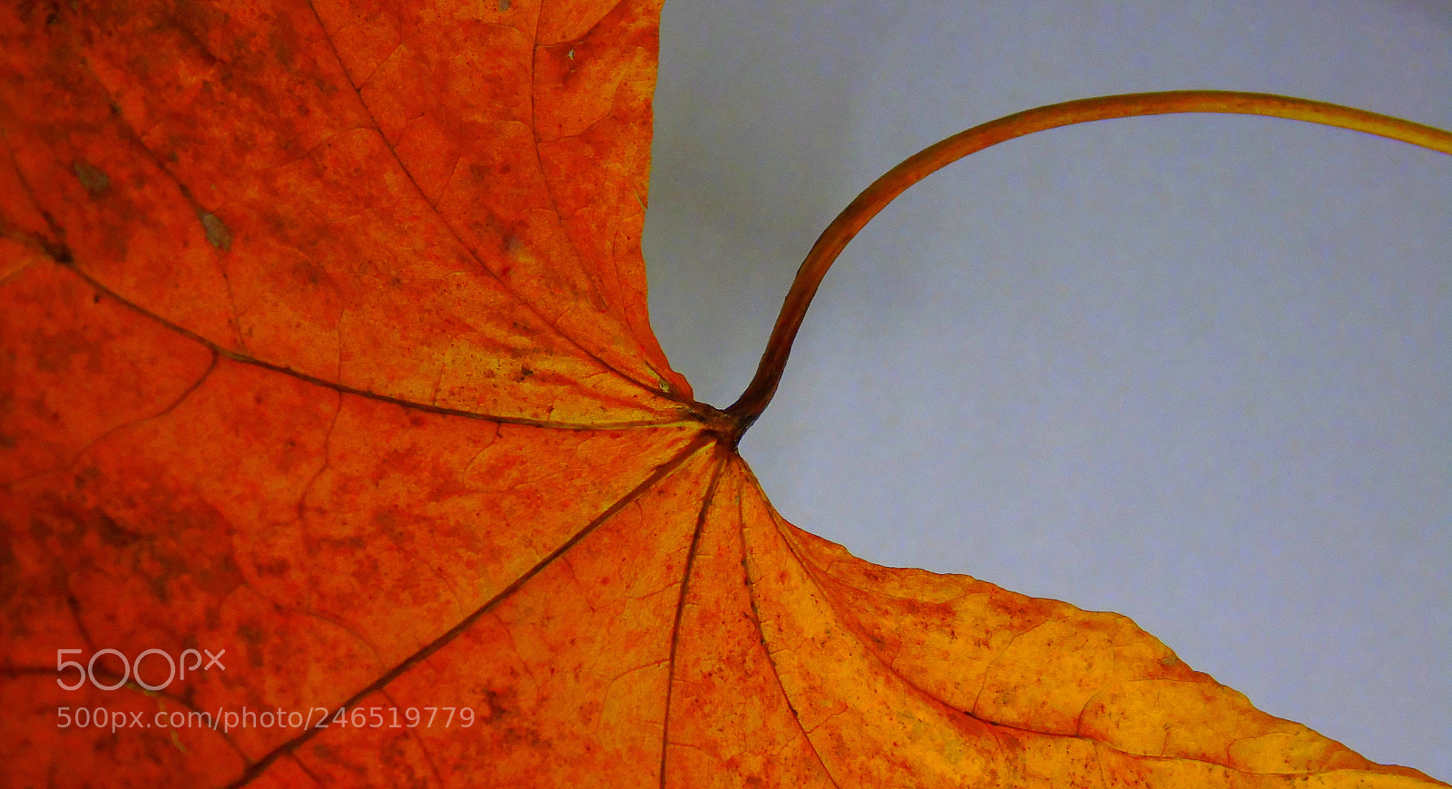 Sony Cyber-shot DSC-H400 sample photo. Leaf photography