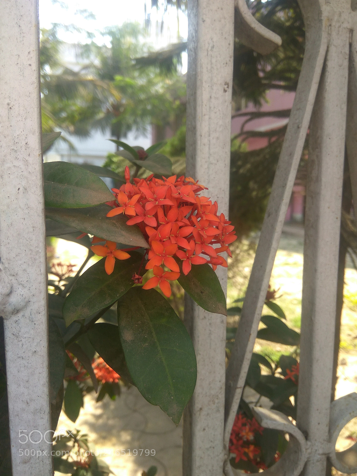 Xiaomi Redmi Note3 sample photo. Untitled photography