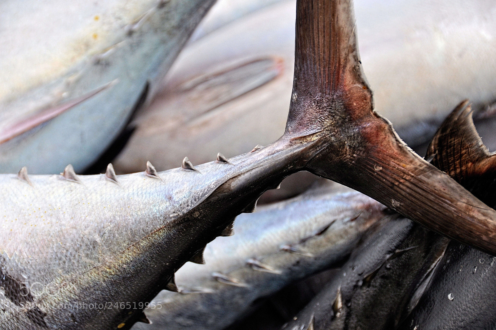Nikon D5000 sample photo. Bonito photography