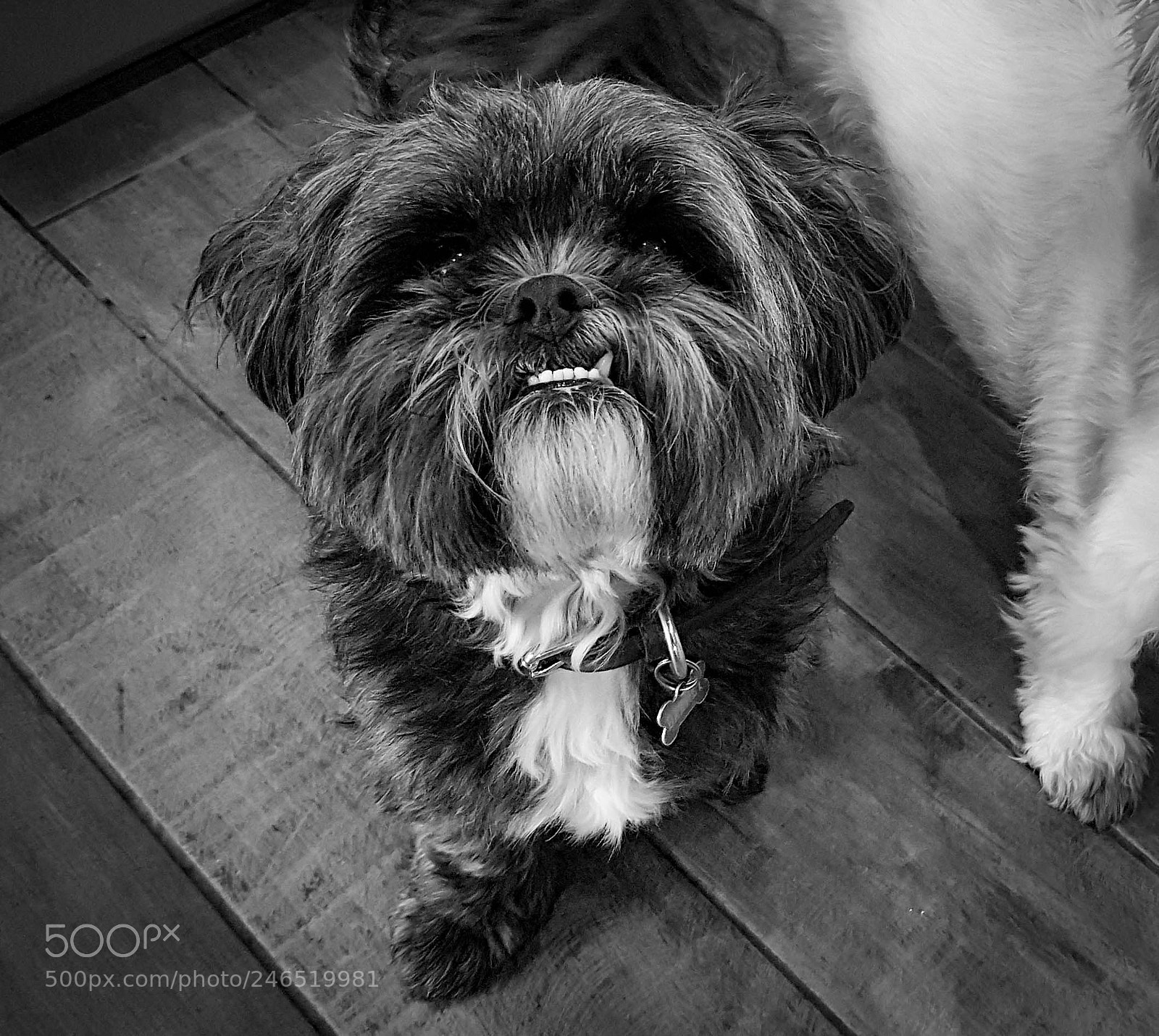 Samsung Galaxy S7 sample photo. Barney (b&w) photography