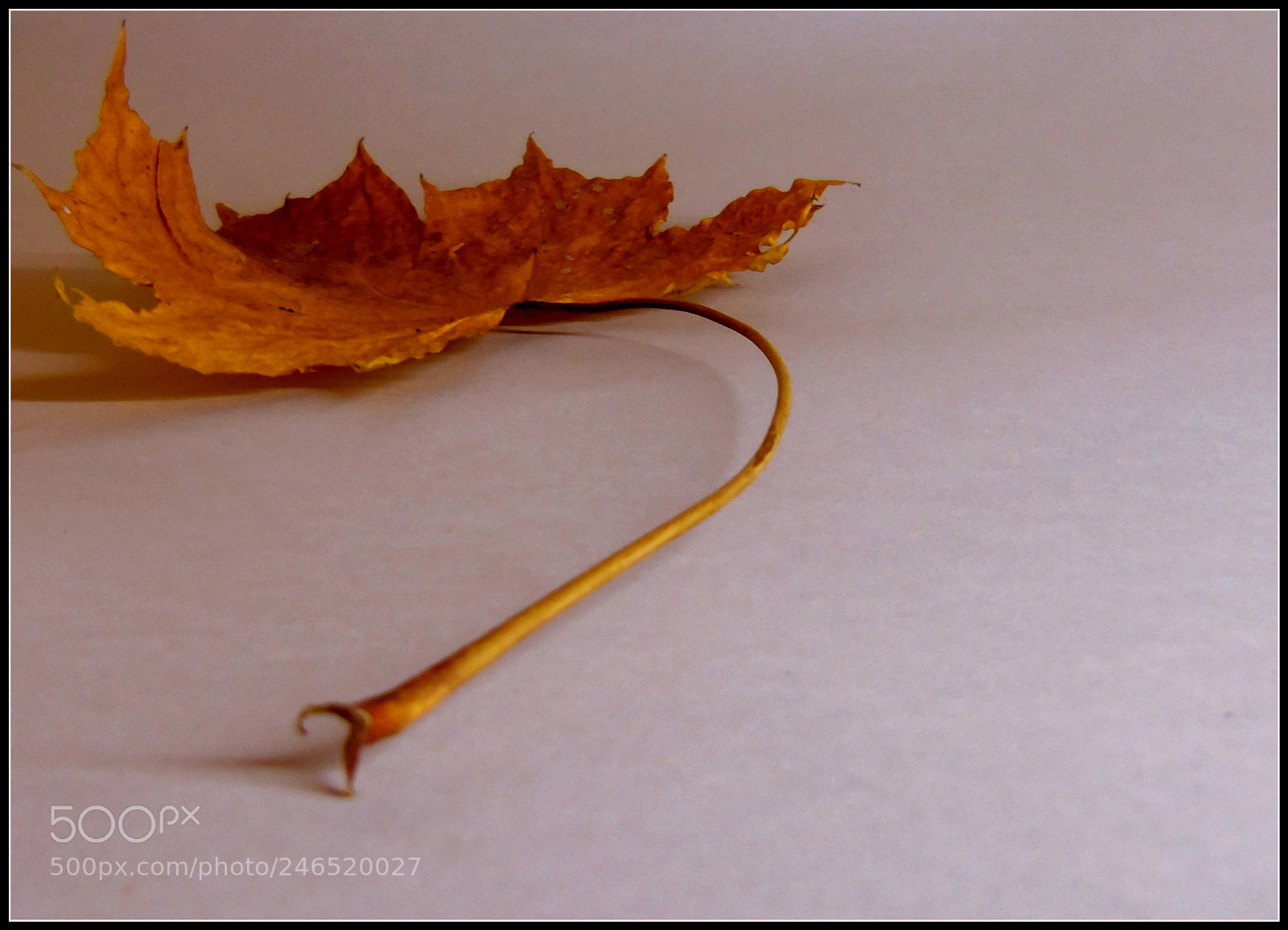 Sony Cyber-shot DSC-H400 sample photo. Leaf photography