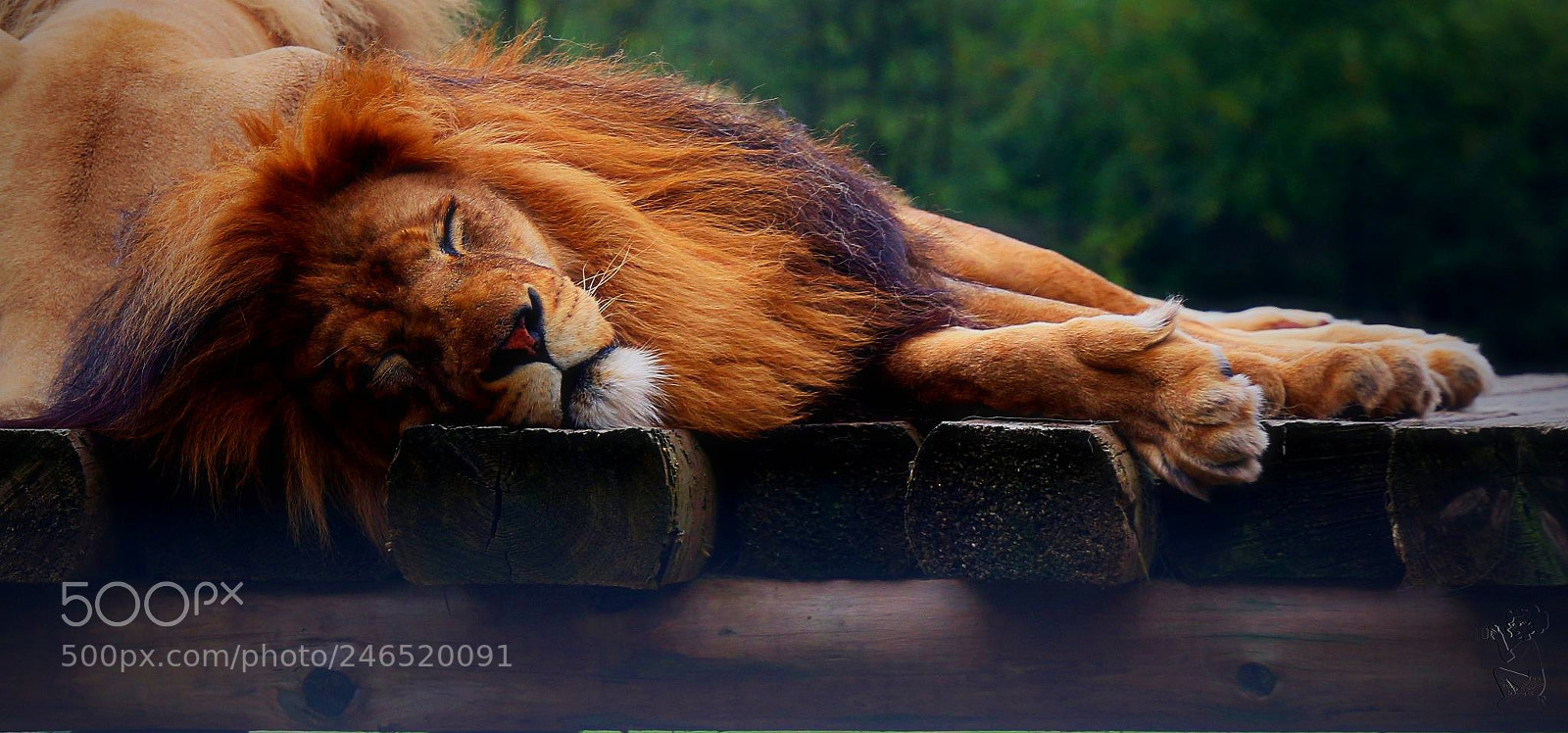 Canon EOS 650D (EOS Rebel T4i / EOS Kiss X6i) sample photo. The lion sleeps photography