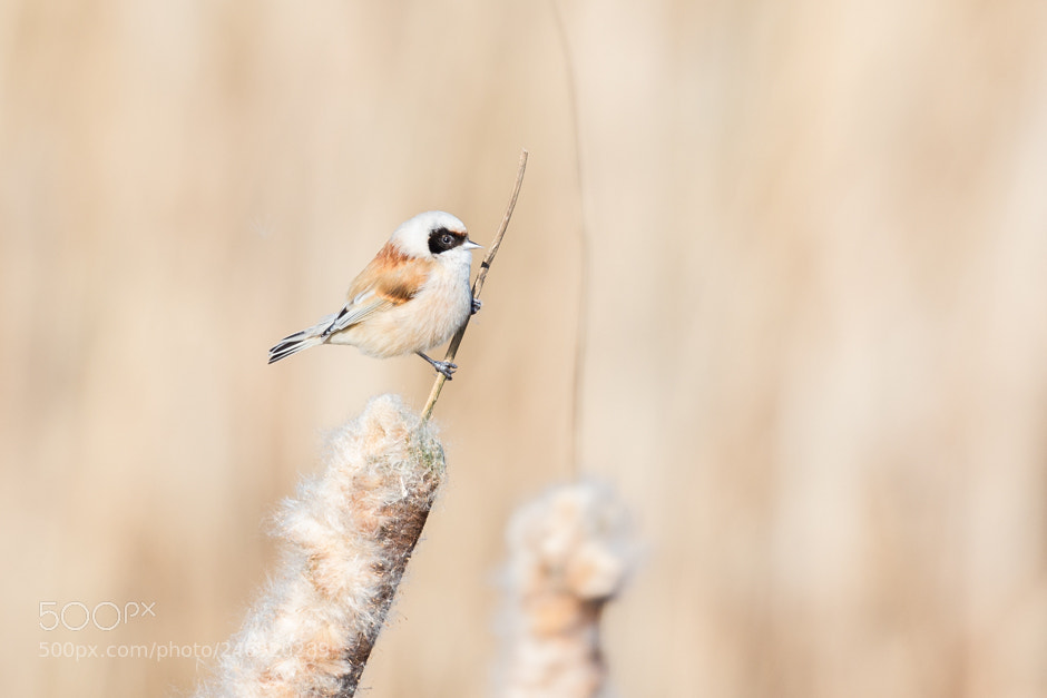 Nikon D600 sample photo. Marsupial tit photography