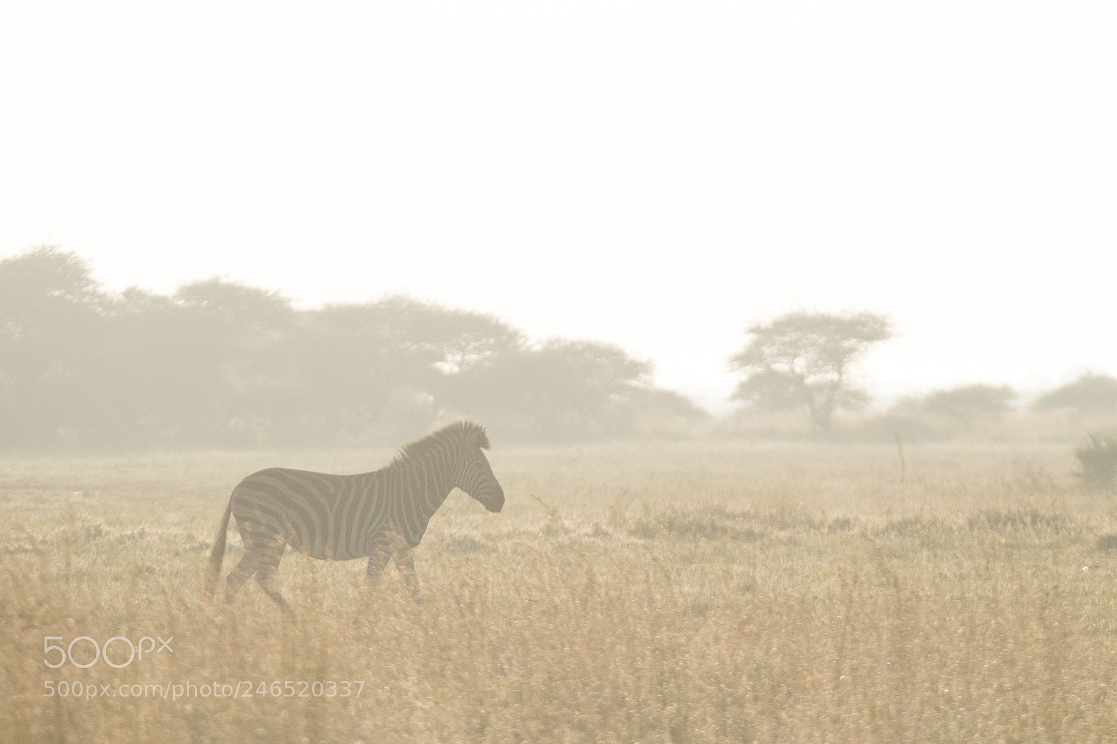 Canon EOS 7D Mark II sample photo. Zebra haze photography