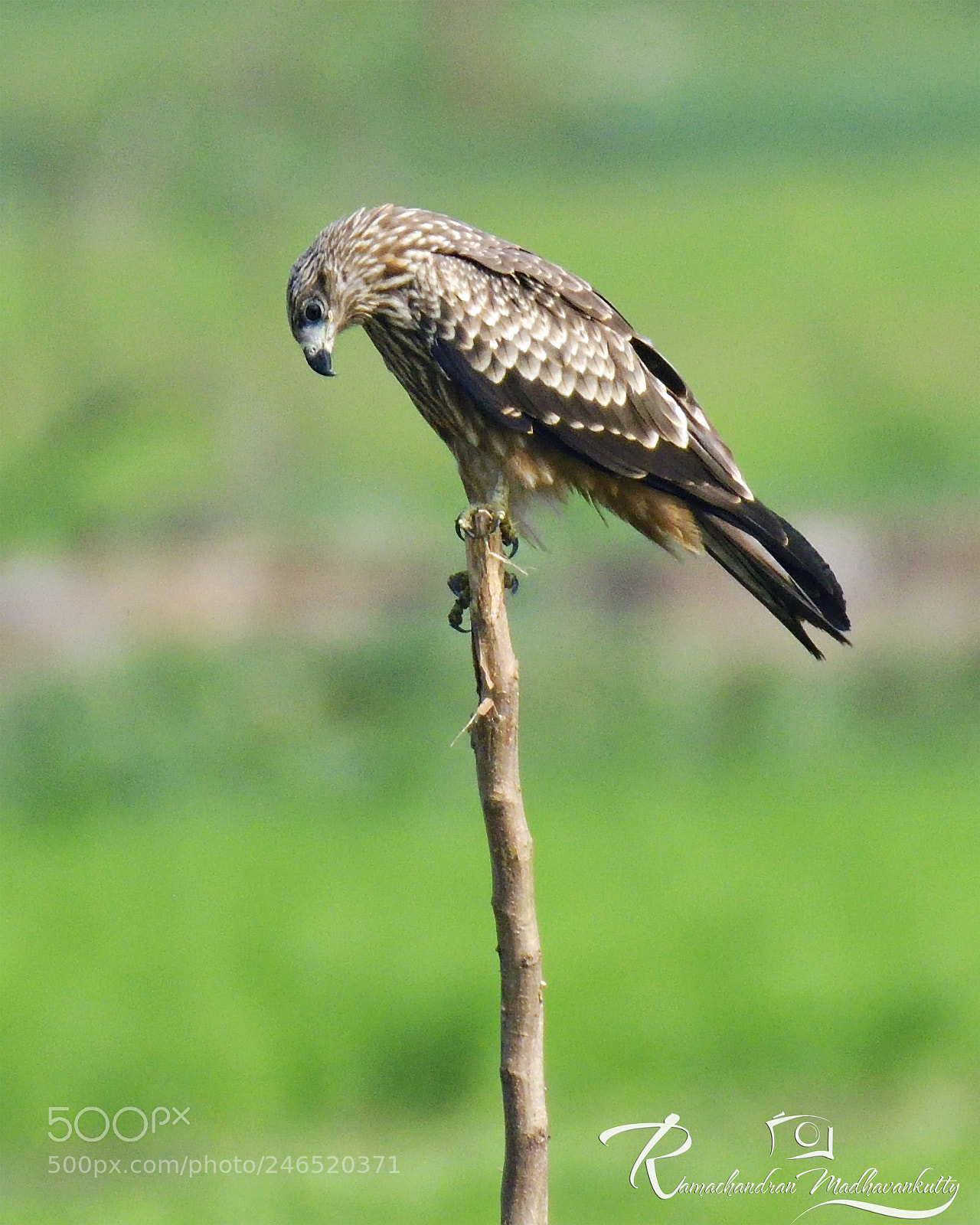 Nikon D500 sample photo. Black kite - juvenile photography