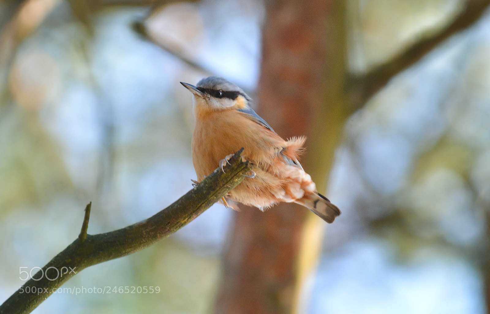 Nikon D7100 sample photo. Nuthatch photography